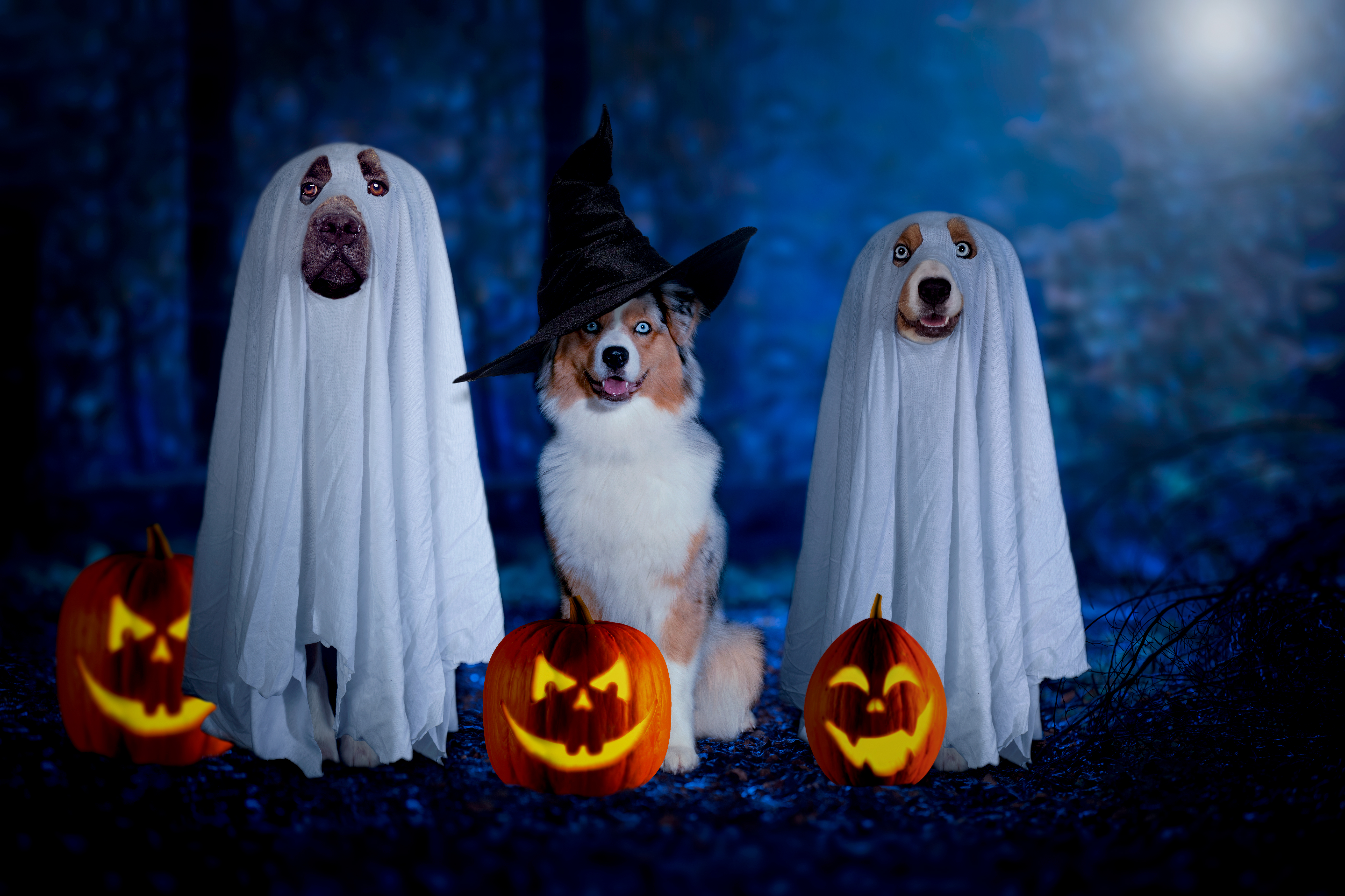 Halloween Dog Names