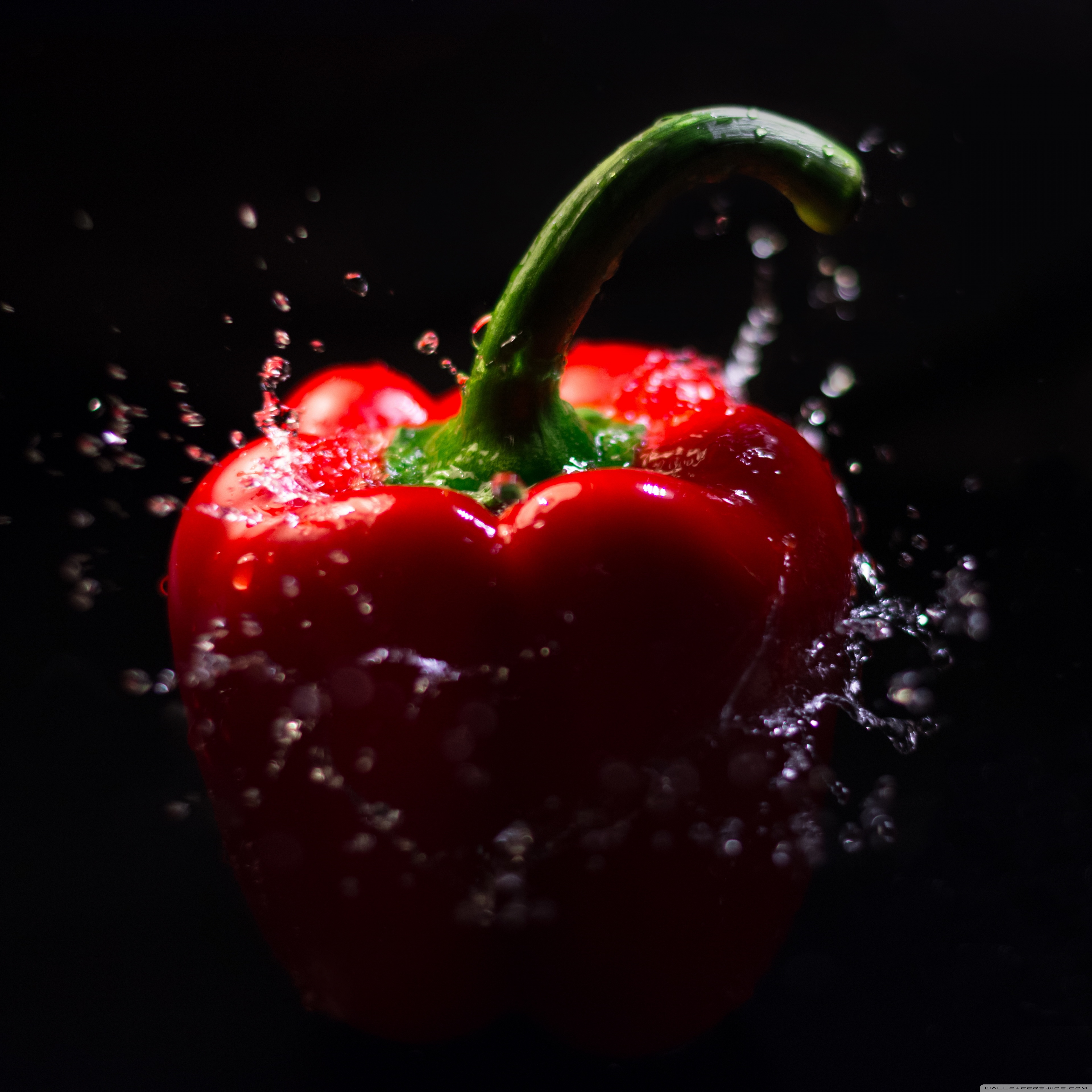 Red Bell Pepper Splash, Black Background Ultra HD Desktop Background Wallpaper for 4K UHD TV, Widescreen & UltraWide Desktop & Laptop, Tablet