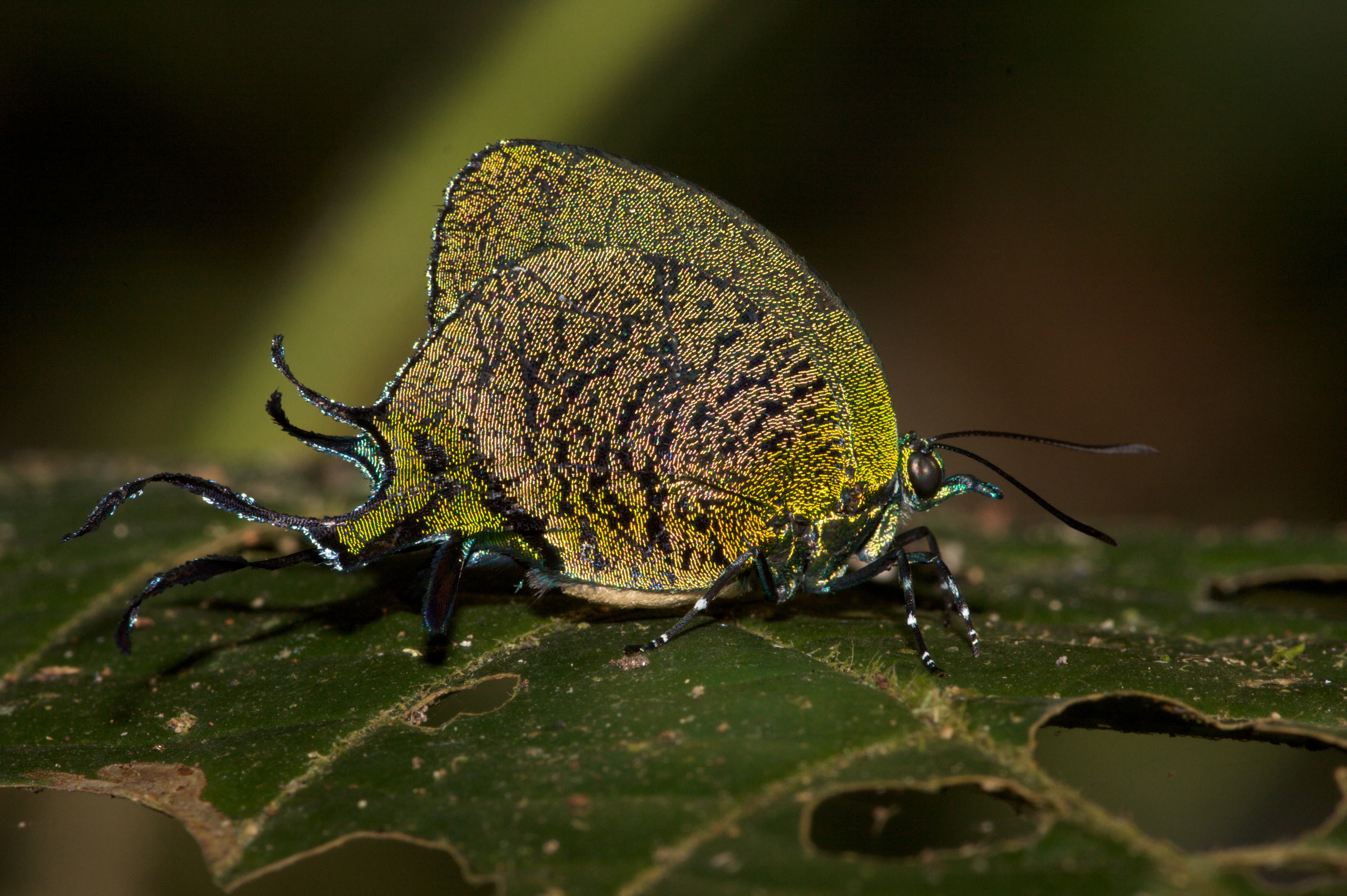Animal Insect 4k Ultra HD Wallpaper