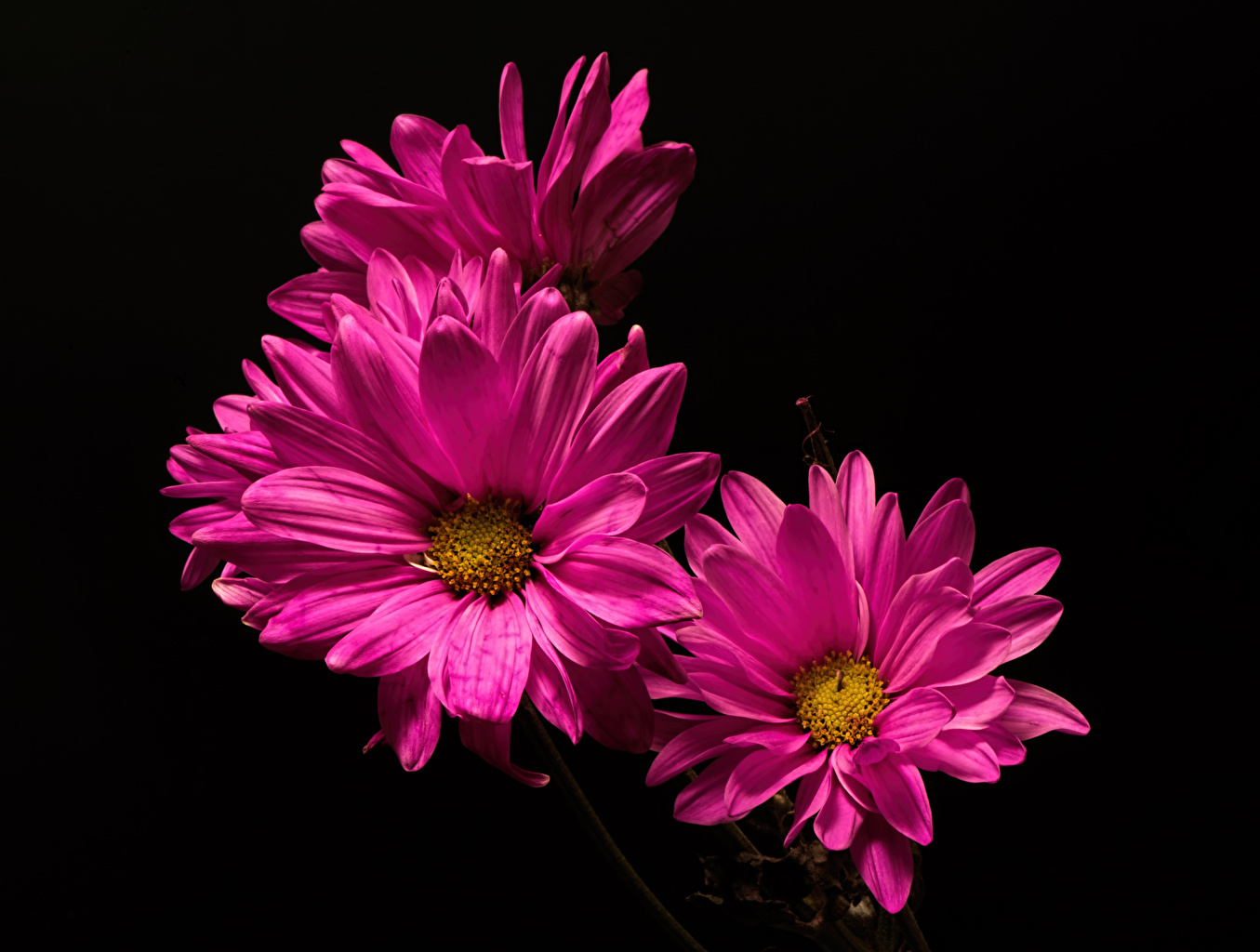 Desktop Wallpaper Pink color Mums Flowers Closeup Black background