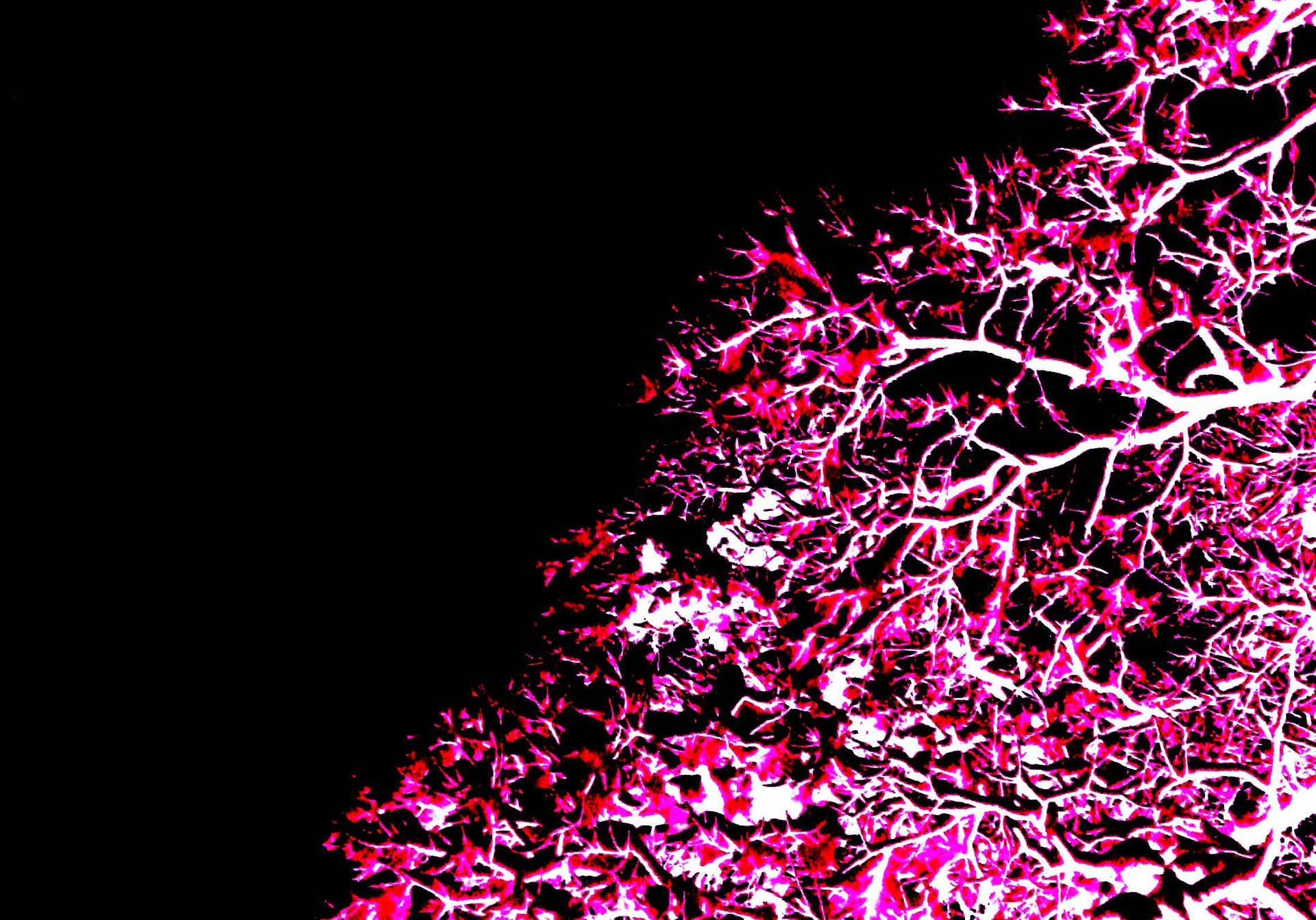 Neon Pink Wallpaper