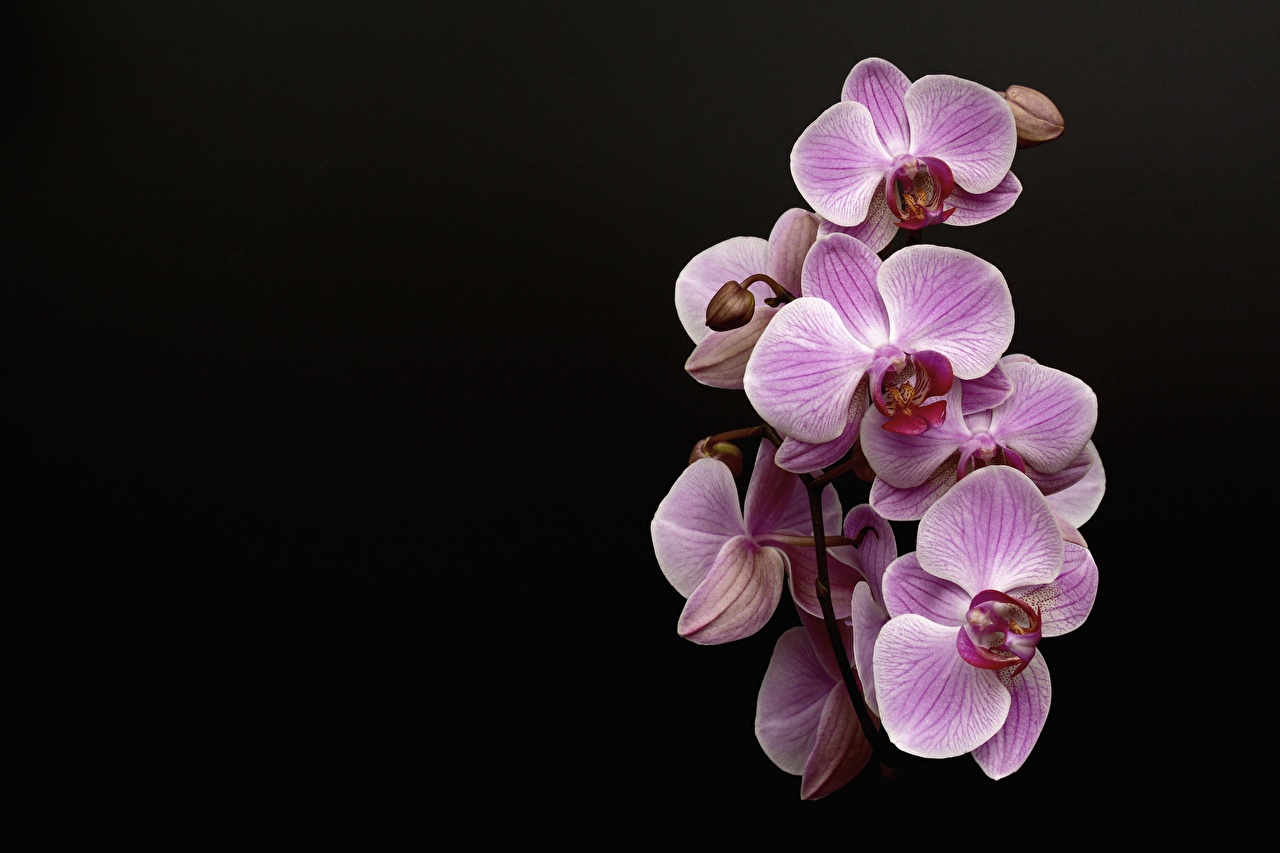 Desktop Wallpaper orchids Pink color flower Black background