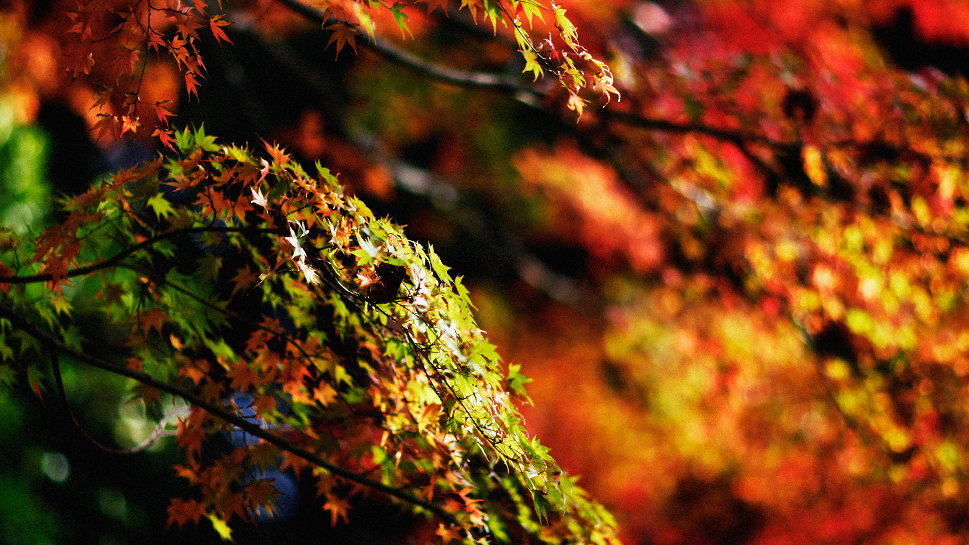 wallpaper for desktop, laptop. japanese maple tree fall nature