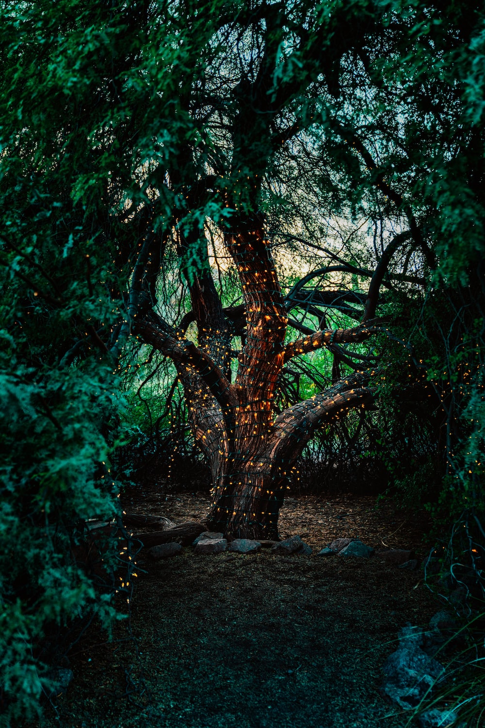50,Mystical Forest Picture. Download Free Image