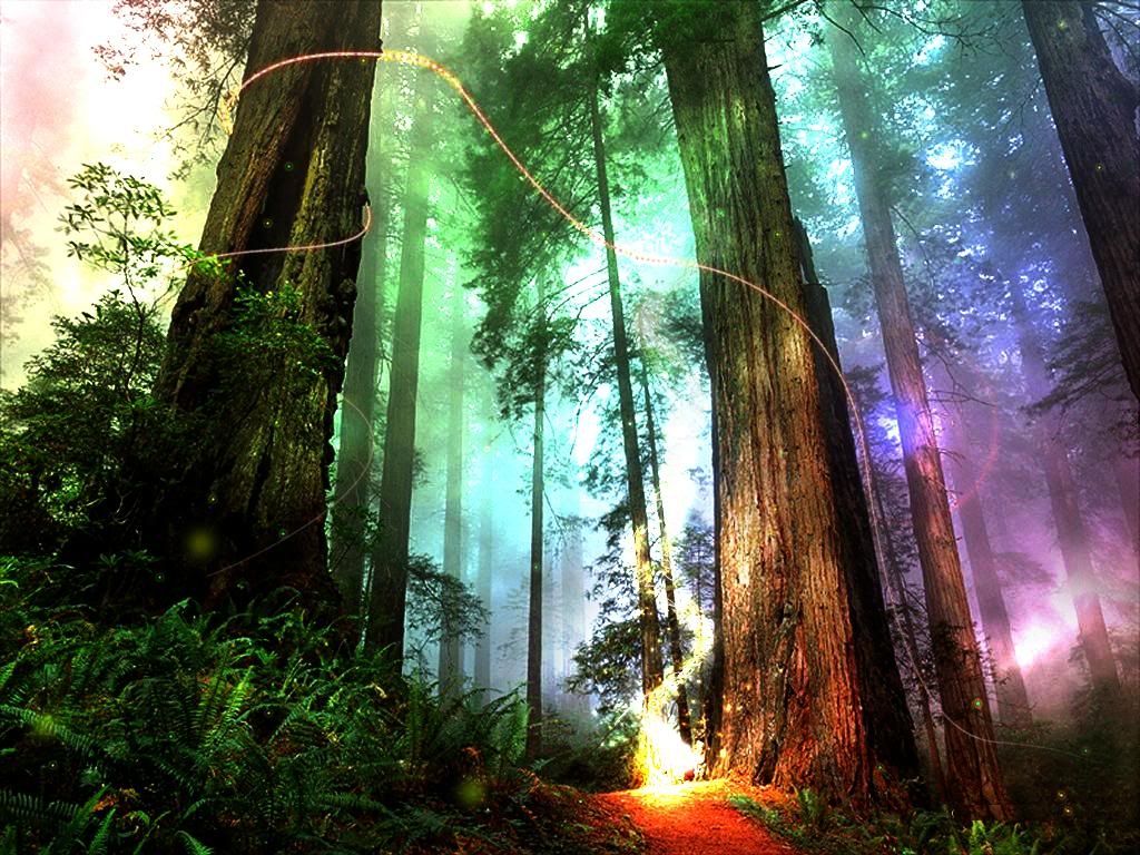 Trippy Forest Fire photography colorful art fantasy fire forest illusion effect. Magical forest, Forest wallpaper, Fantasy forest