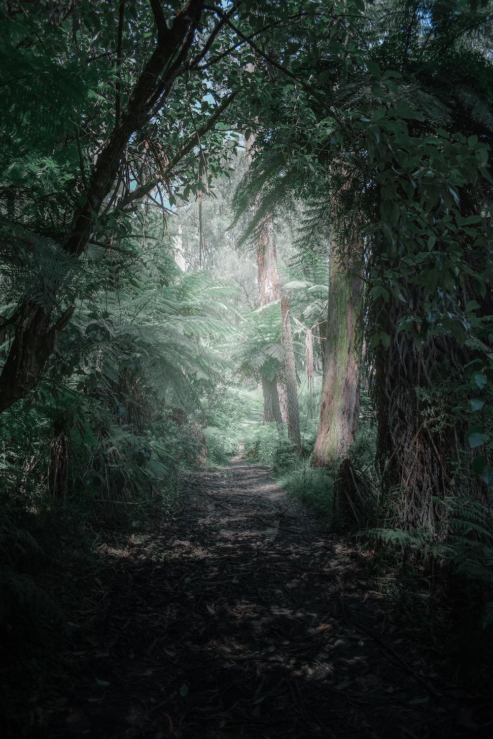 Stunning Enchanted Forest Picture [HD]. Download Free Image