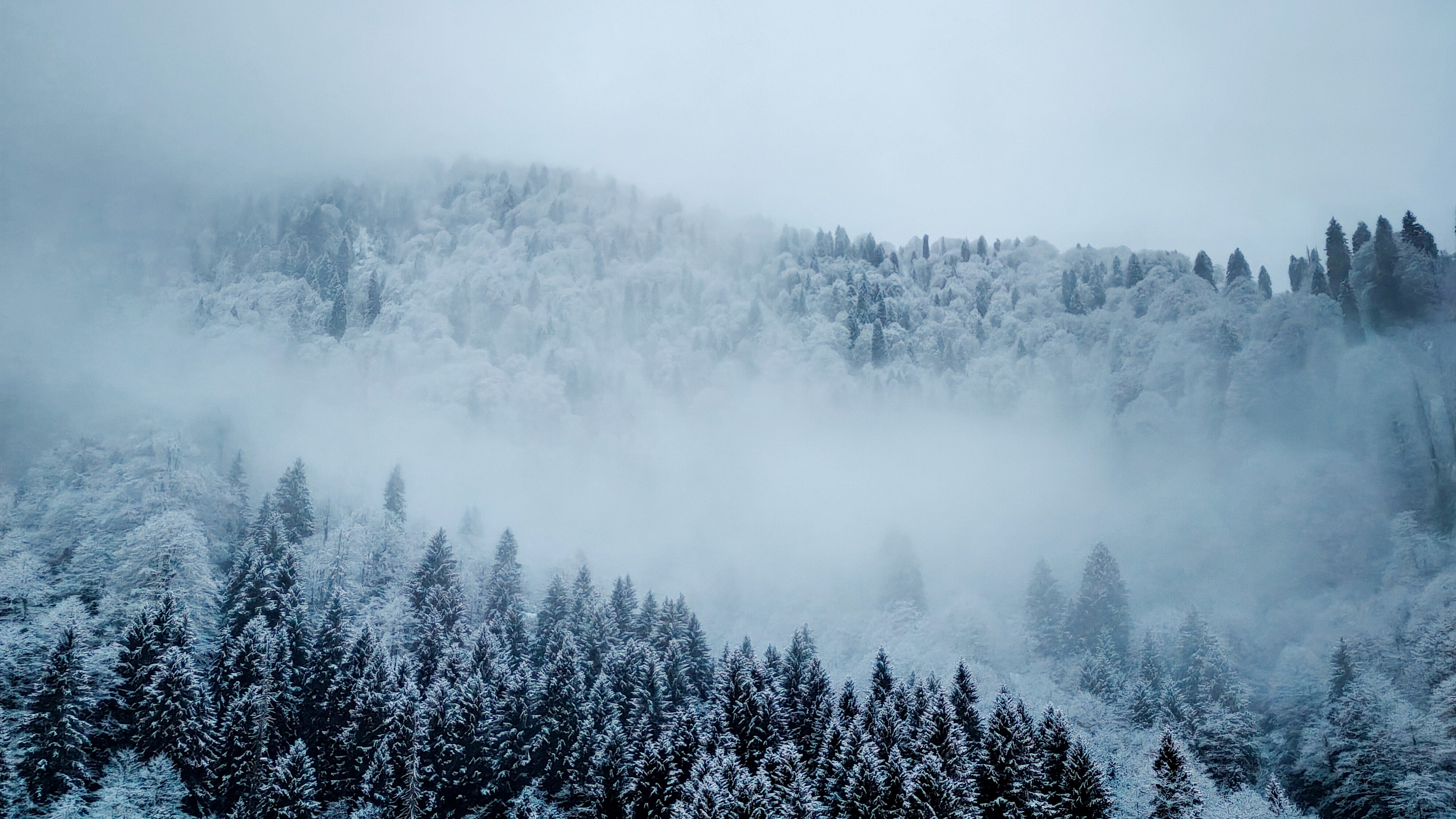 Misty Winter Forest · Free
