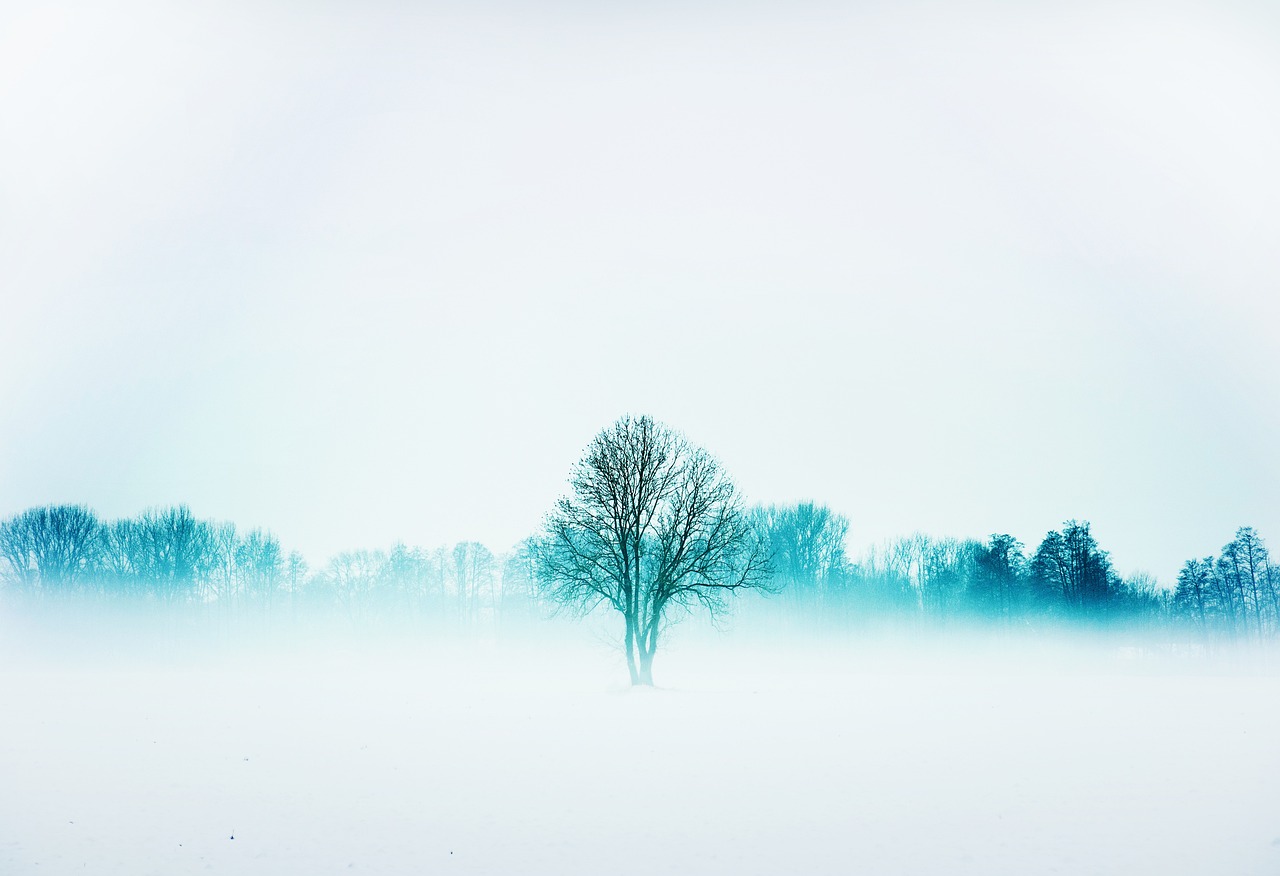 Nature Winter Fog