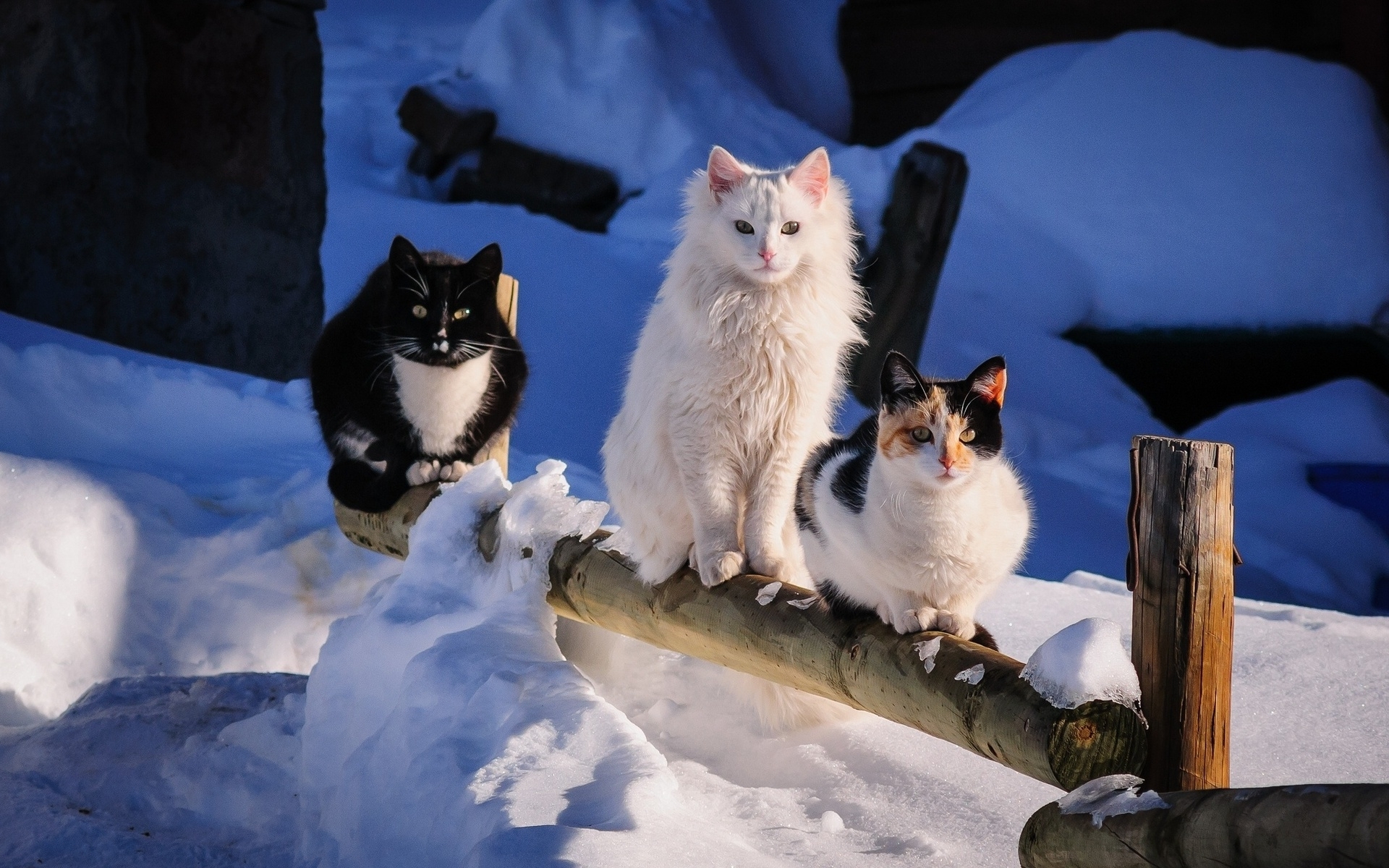 HD desktop wallpaper: Winter, Cats