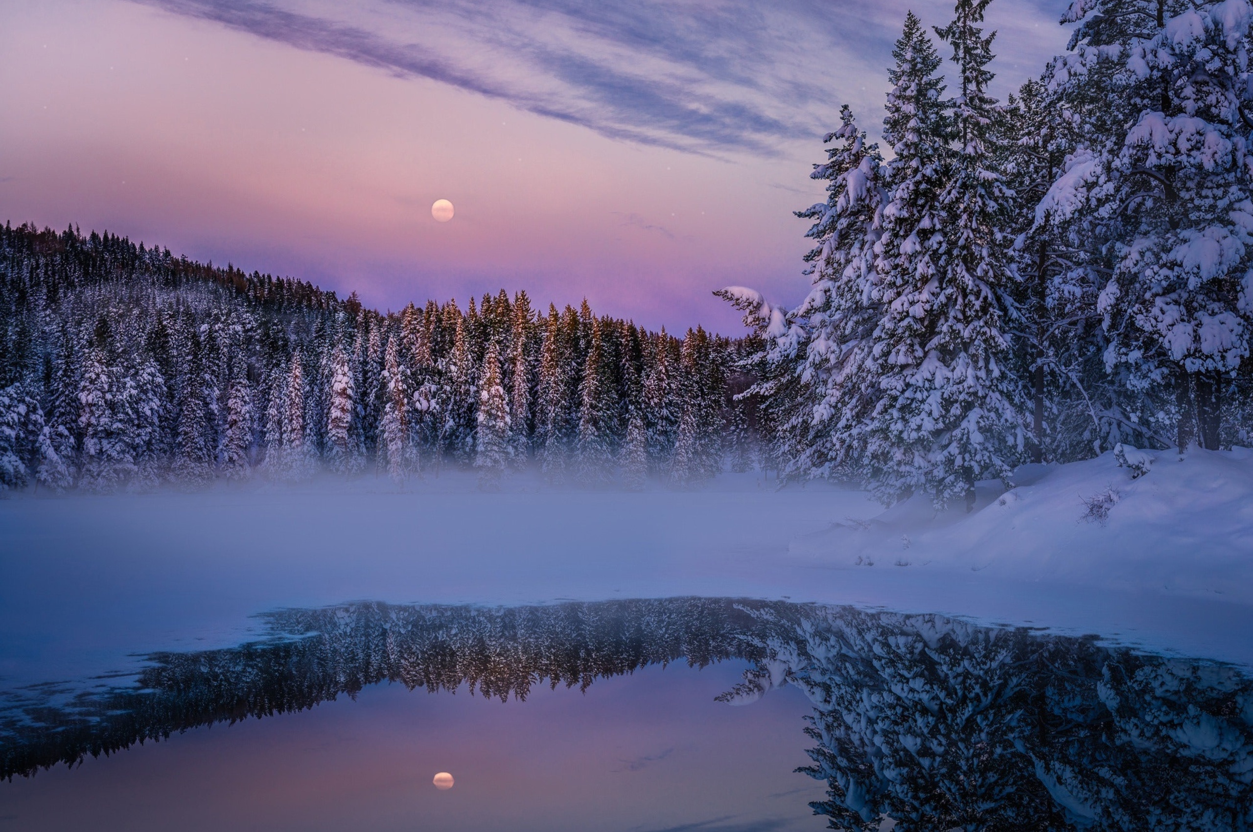 Earth Winter Fog Snow Trees
