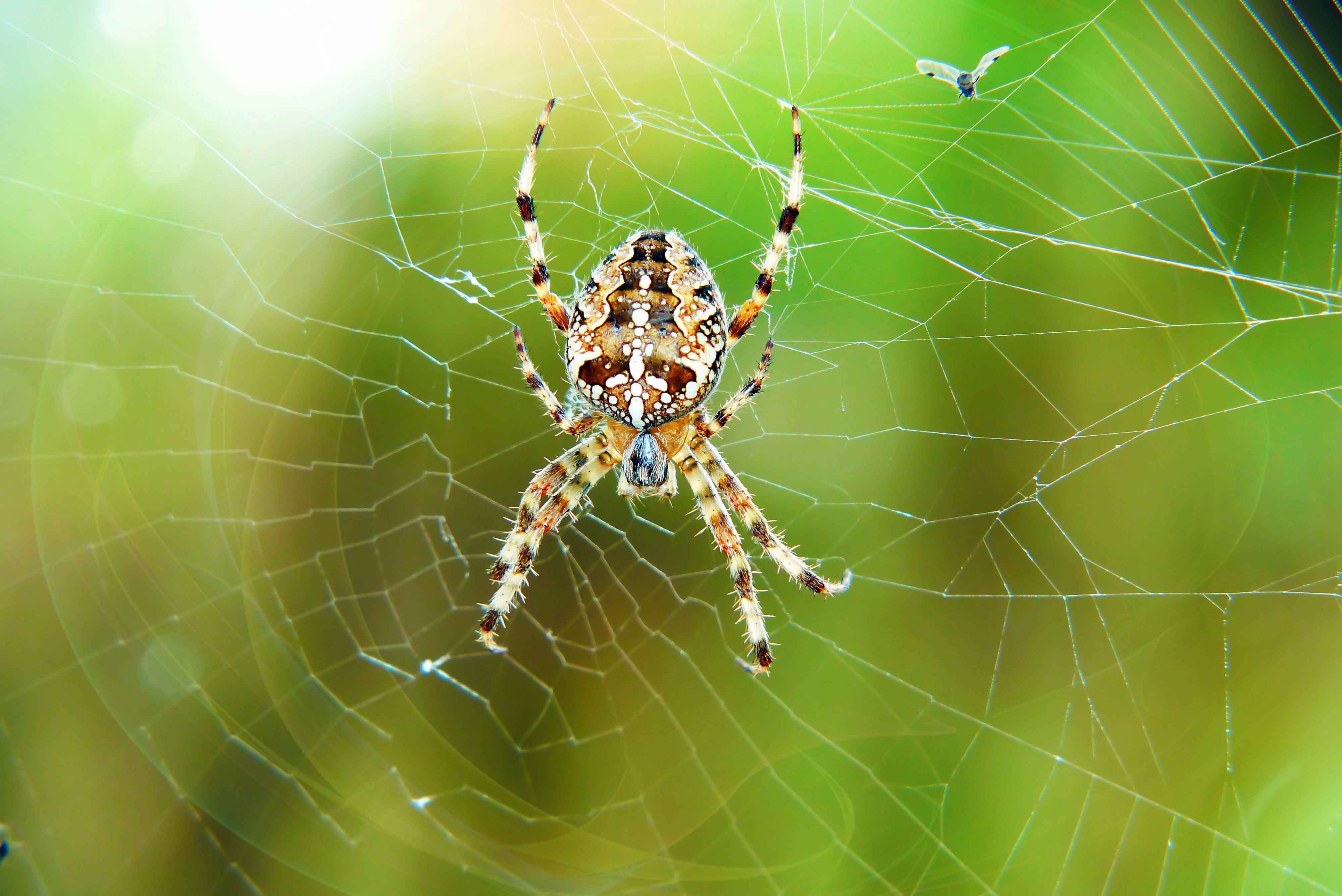 Animal Spider 4k Ultra HD Wallpaper