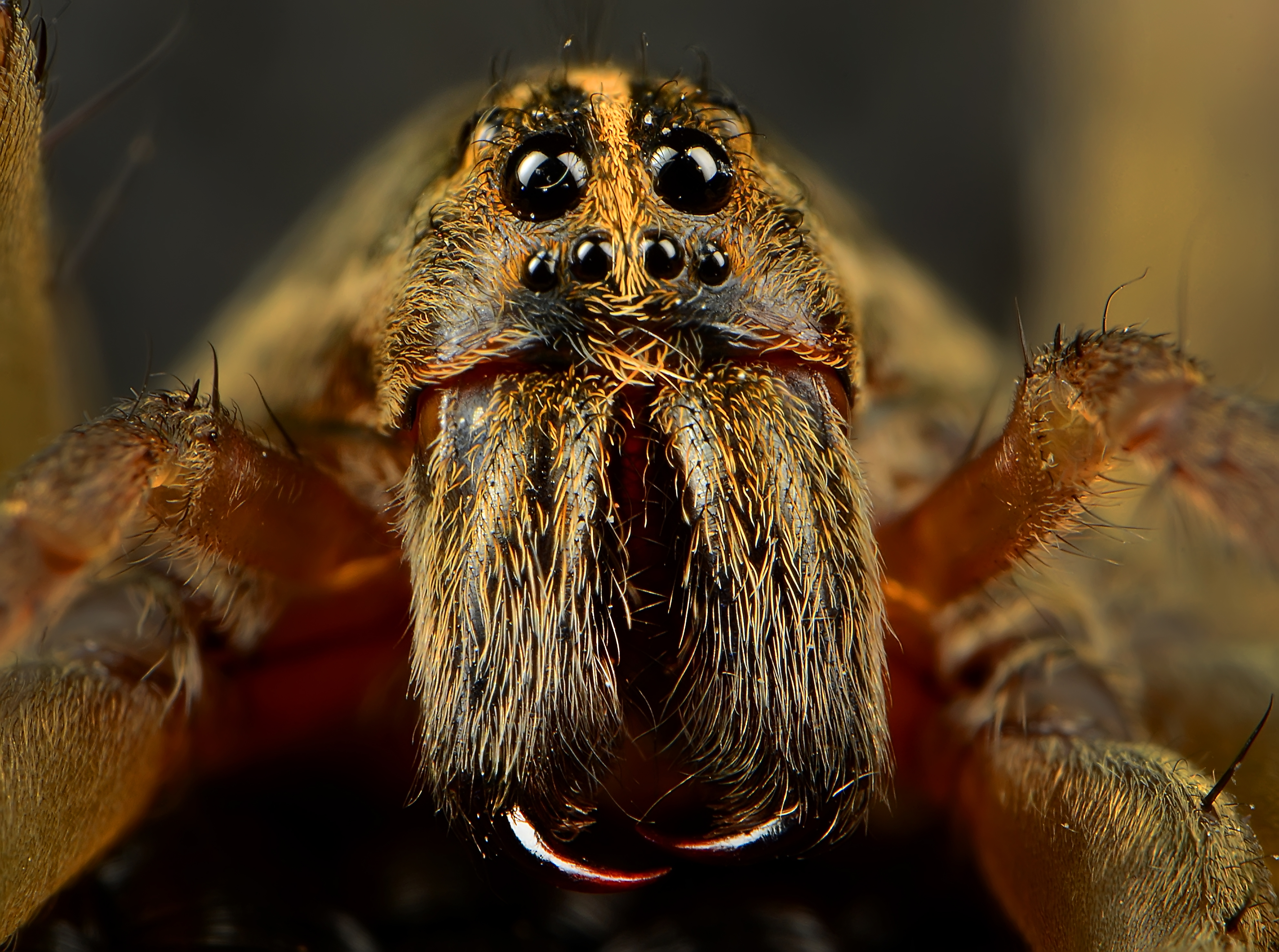 Animal Spider 4k Ultra HD Wallpaper