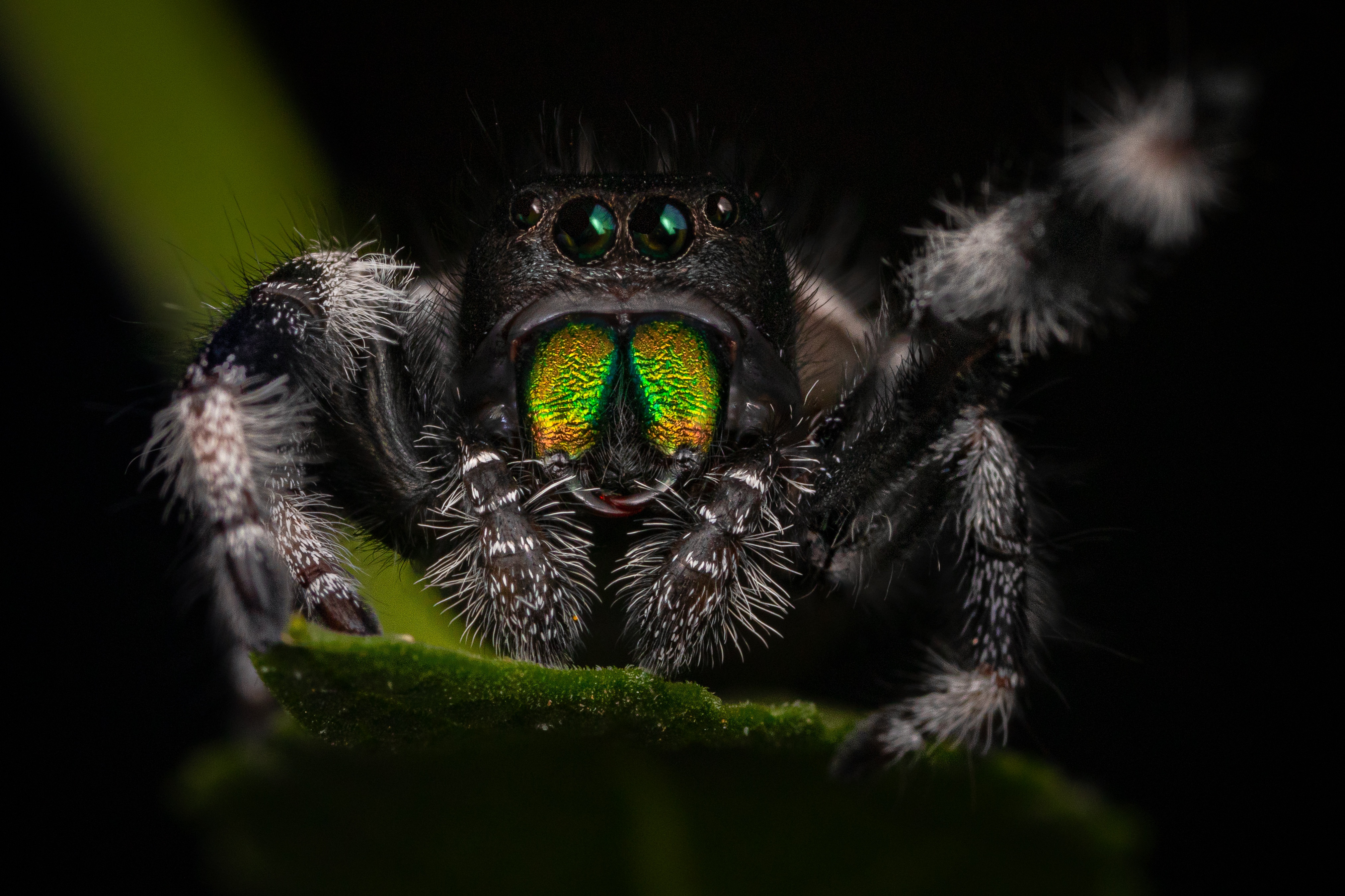 Animal Jumping Spider 4k Ultra HD Wallpaper