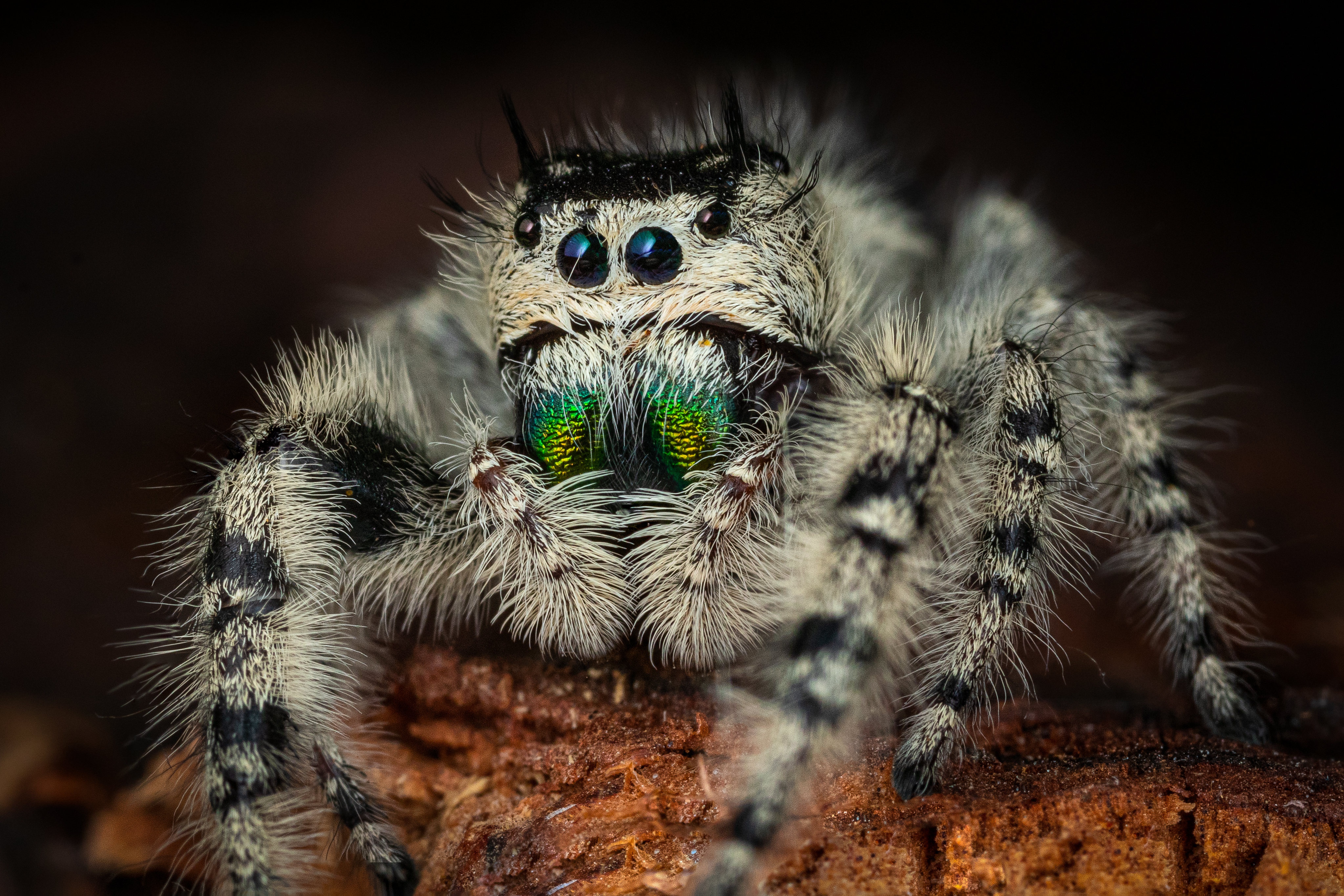 Animal Jumping Spider 4k Ultra HD Wallpaper