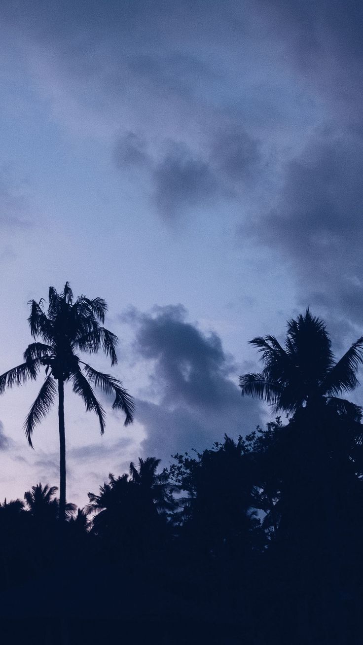 See my collection of best iPhone and android nature wallpaper and background image in 2K. Beautiful image nature, Palm trees wallpaper, Nature wallpaper