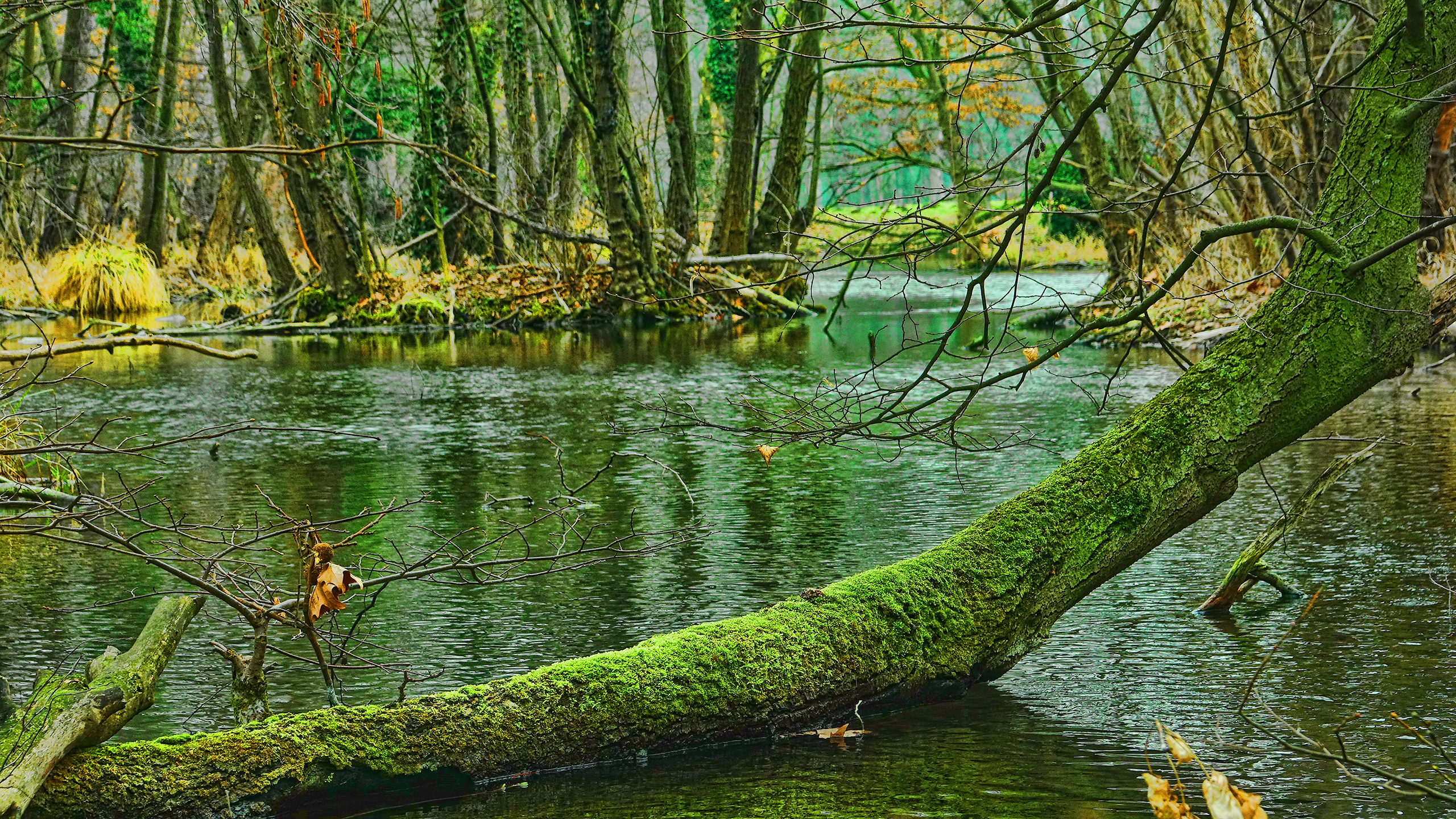 Swamp Trees 2K Wallpaper x 1440 pxK