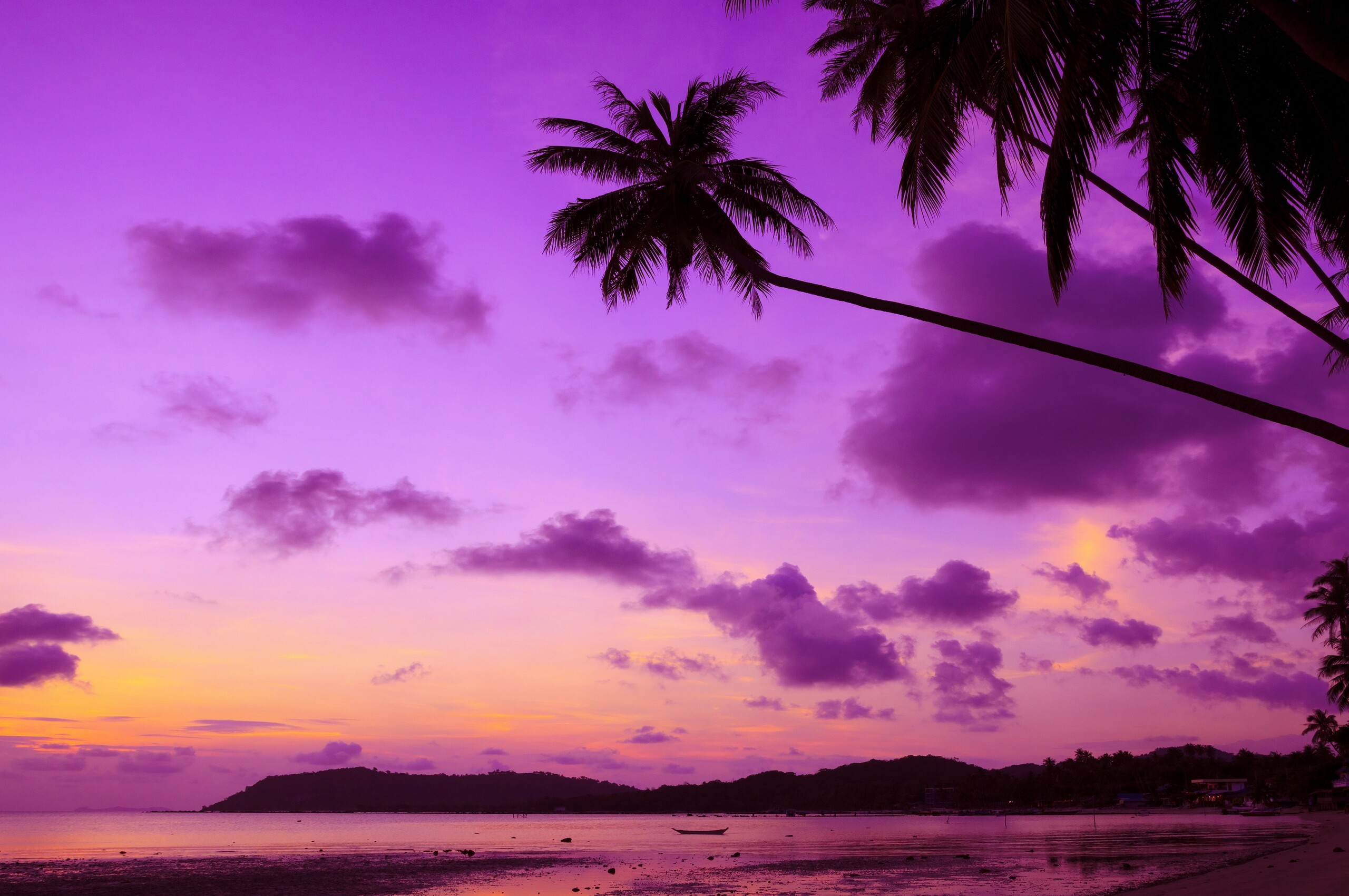 Purple Palm Tree Chromebook Pixel HD 4k Wallpaper, Image, Background, Photo and Picture