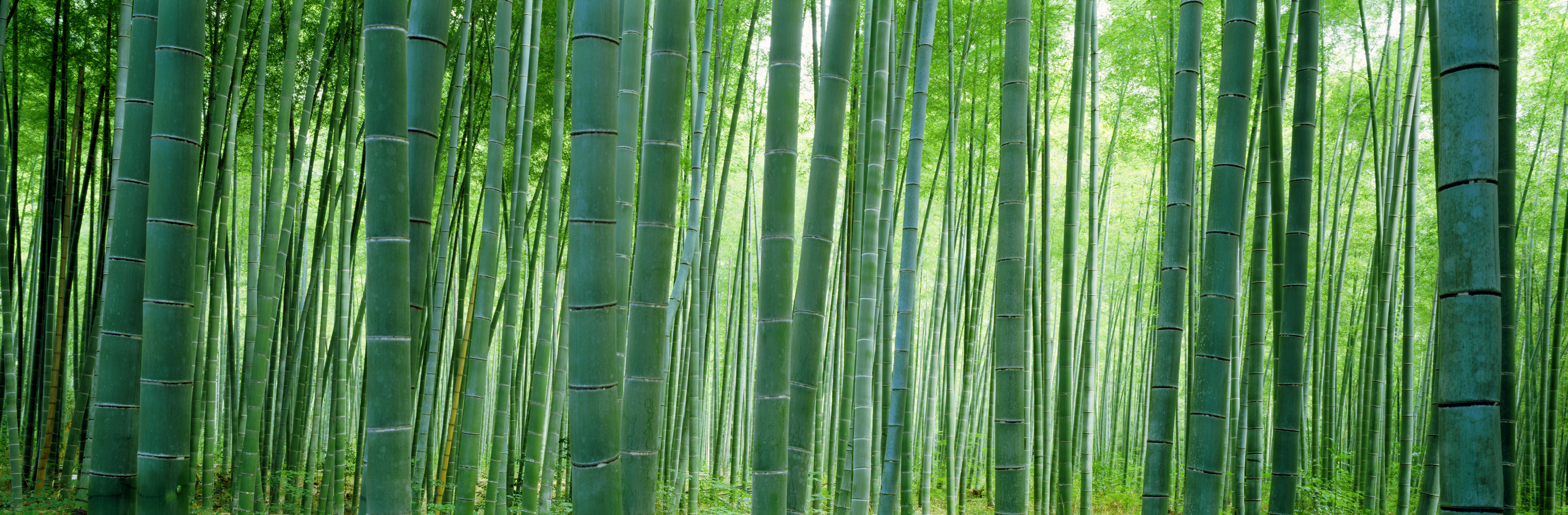 Bamboo Forest, Sagano, Kyoto, Japan