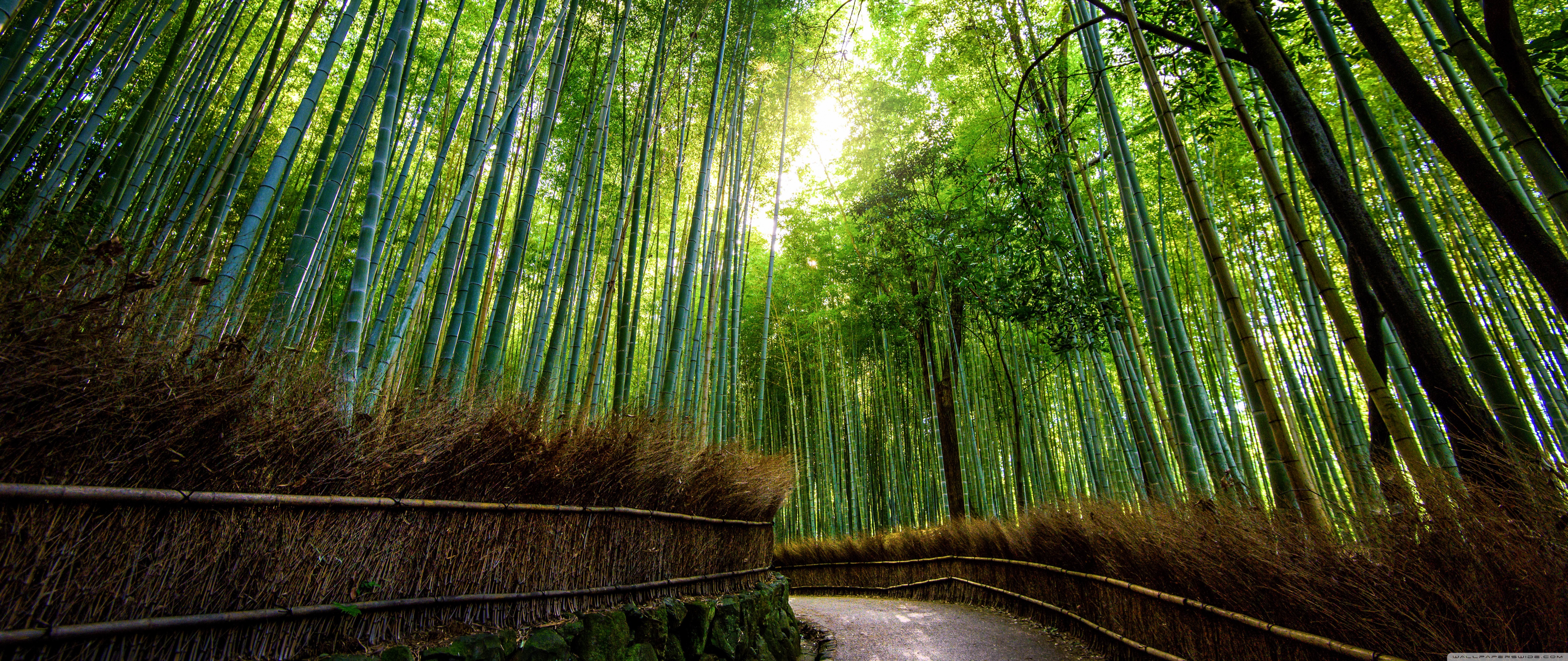 Bamboo Forest, Kyoto, Japan Ultra HD Desktop Background Wallpaper for 4K UHD TV, Widescreen & UltraWide Desktop & Laptop, Tablet