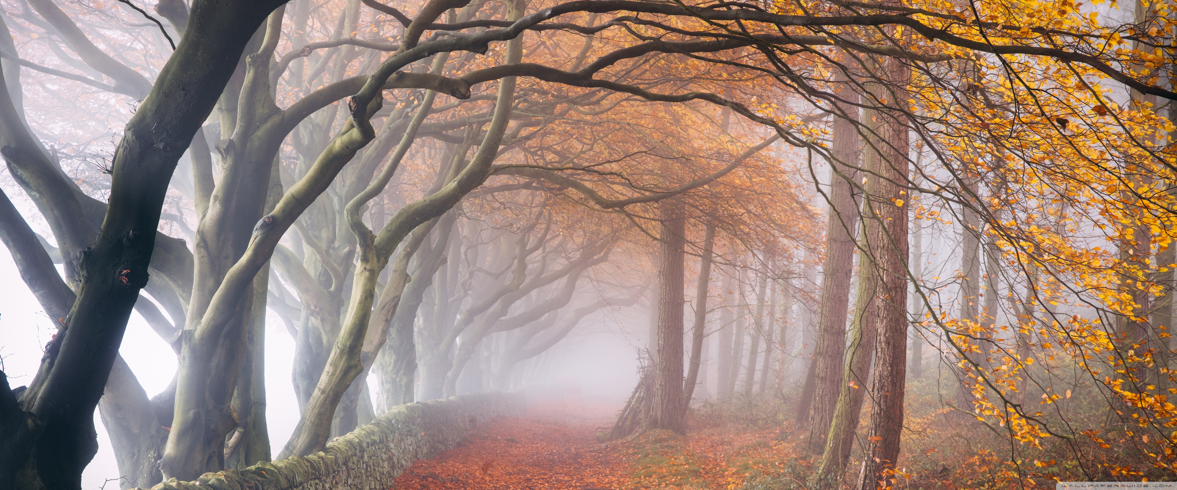 Autumn Foggy Day Ultra HD Desktop Background Wallpaper for 4K UHD TV, Widescreen & UltraWide Desktop & Laptop, Tablet