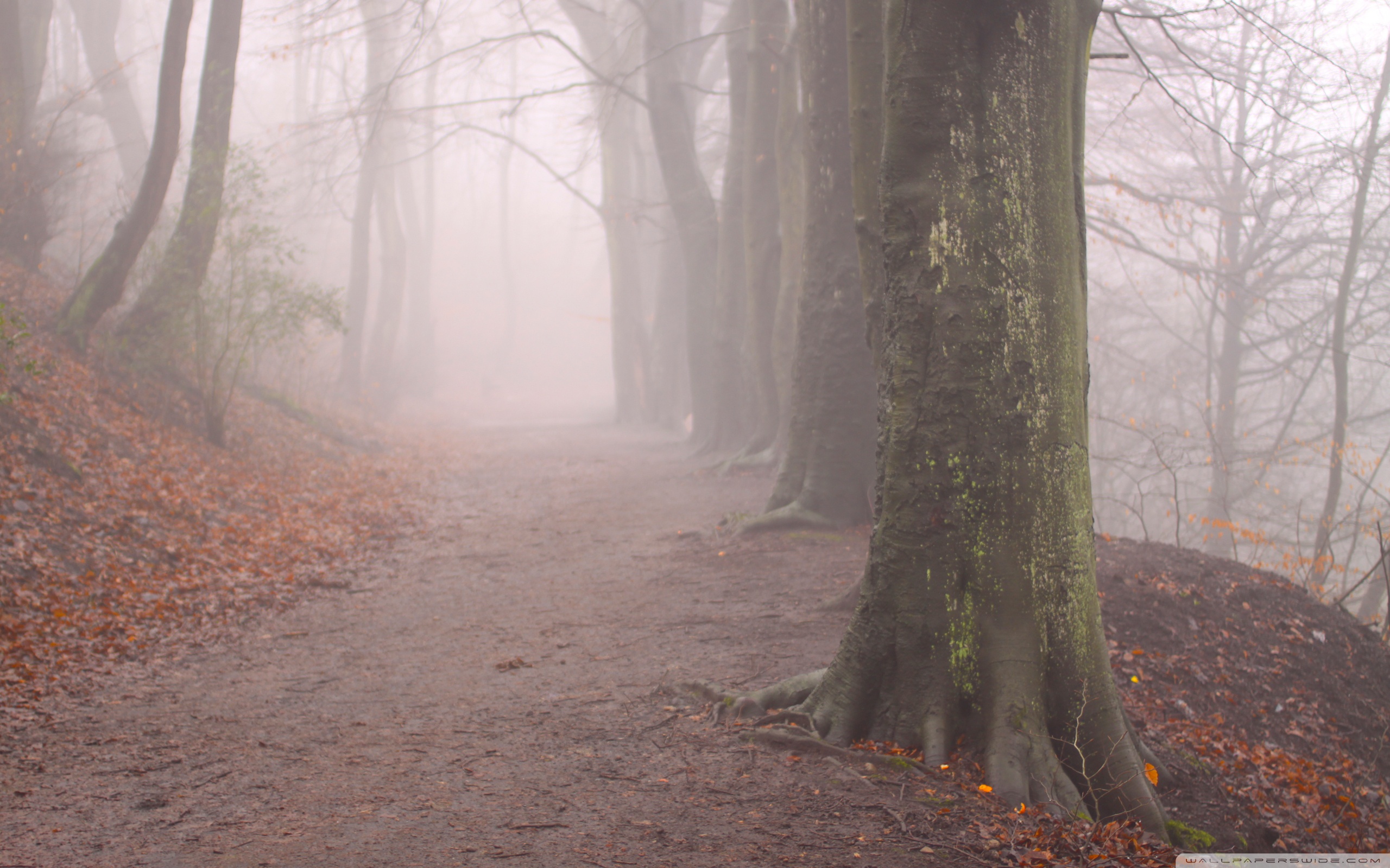 Forest Fog, Autumn Ultra HD Desktop Background Wallpaper for 4K UHD TV, Tablet
