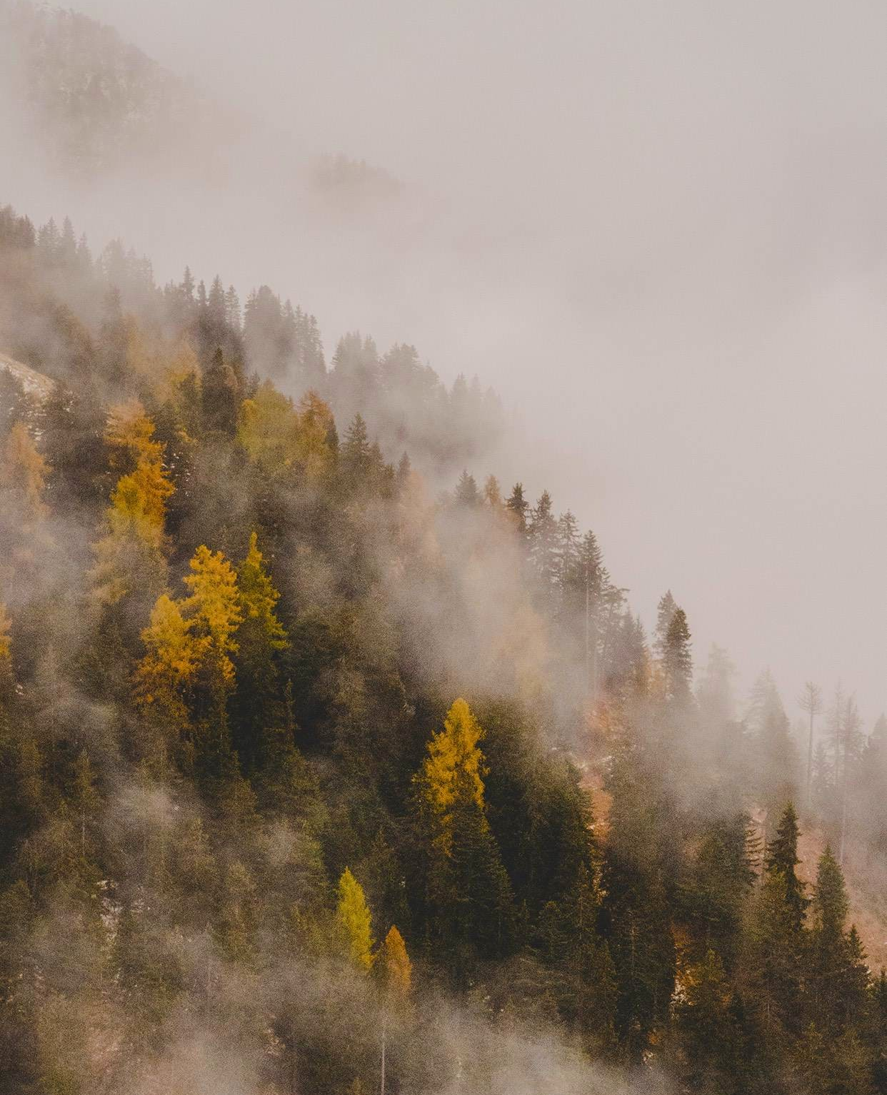 Startin' your week with some fall fog. Download the Vellum App on iOS to get this Daily Wallpaper #vellumapp #getvellum #freewallpaper #iphonewallpaper #phone