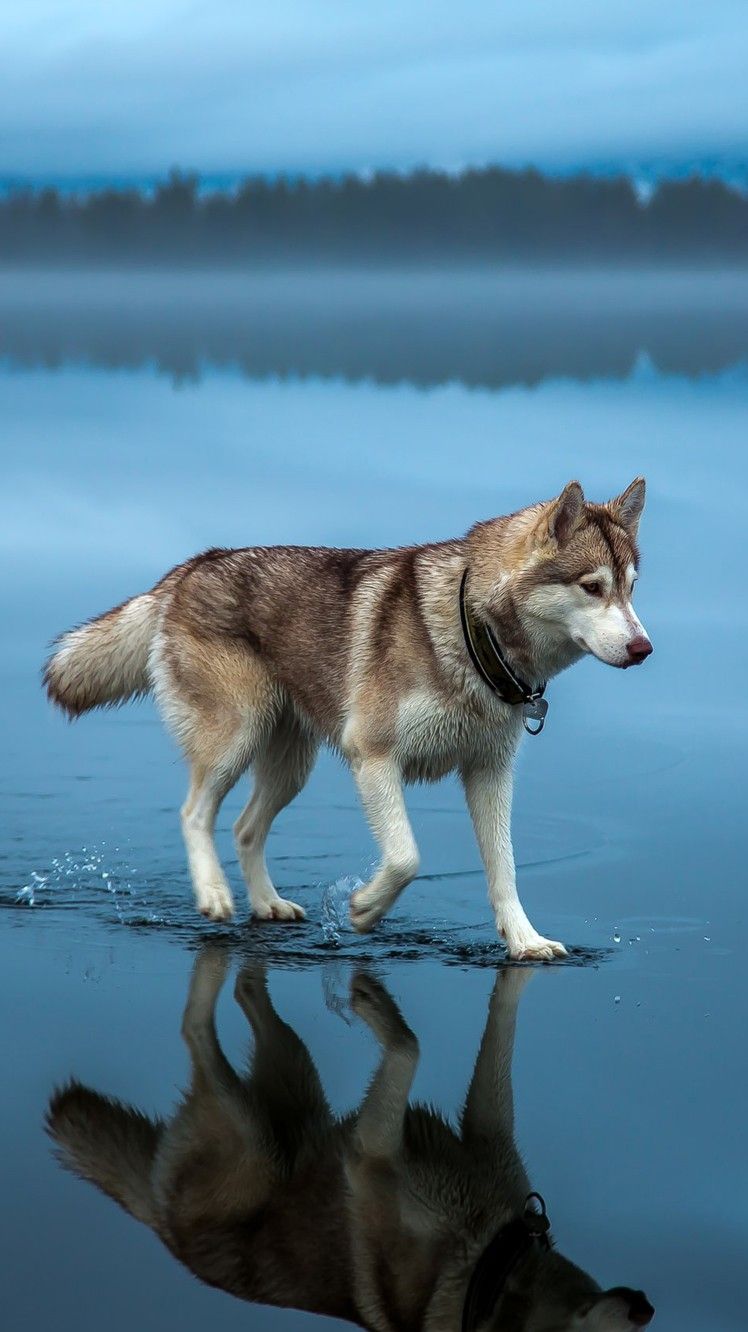Animal Wallpaper Wallpaper, iPhone Wallpaper. Husky dog picture, Siberian husky, Husky dogs