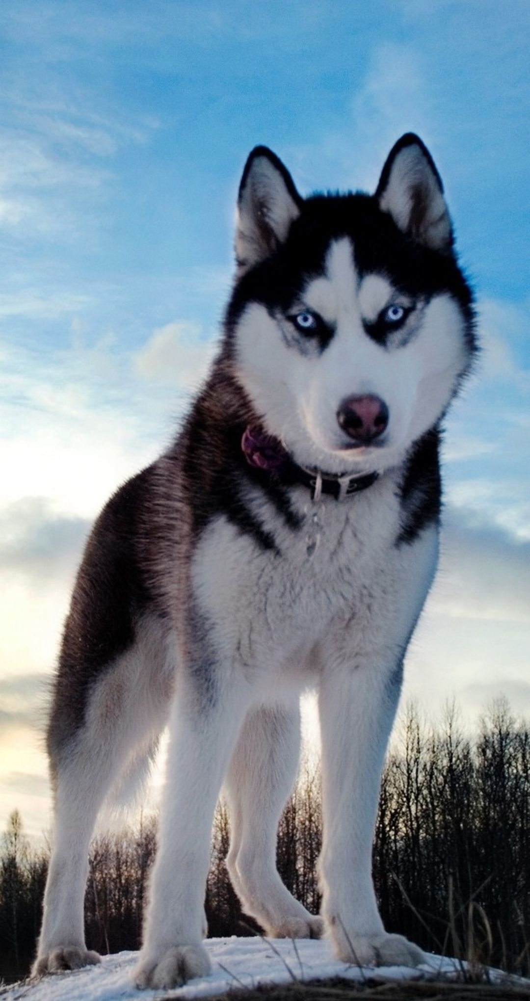 Wallpaper #wallpaper #photo #phone #picture #beautiful #nice #wonderful #image #view #nature. Perros, Perro husky siberiano, Husky siberiano