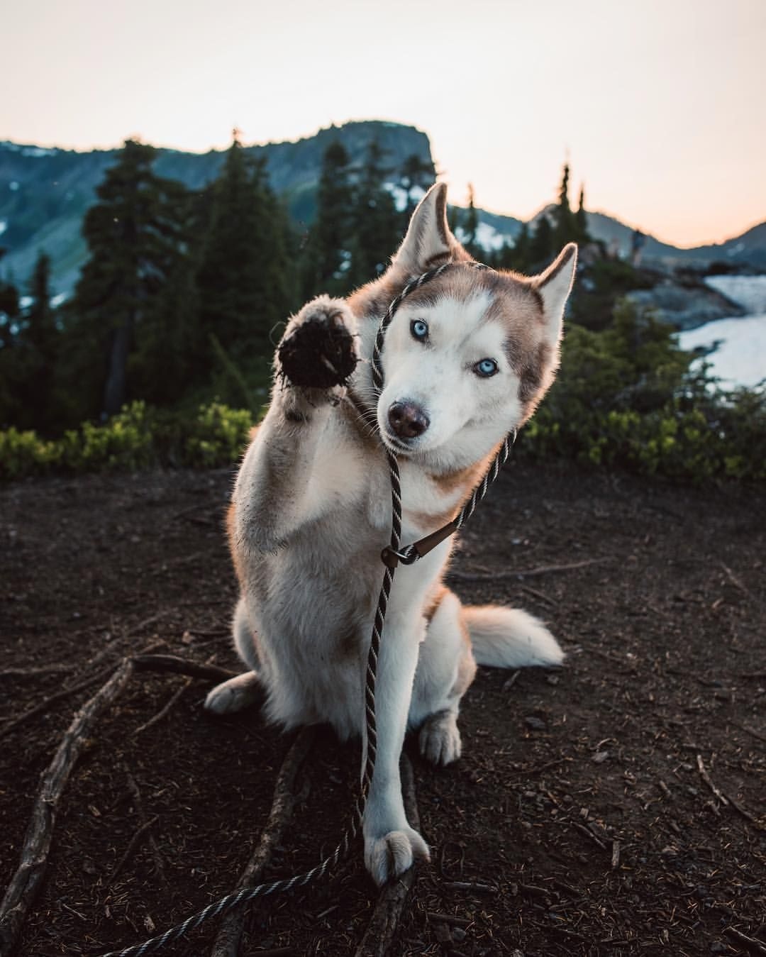 Cute husky Wallpaper Download