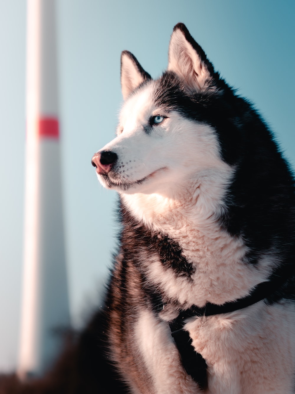 Husky Wallpaper: Free HD Download [HQ]