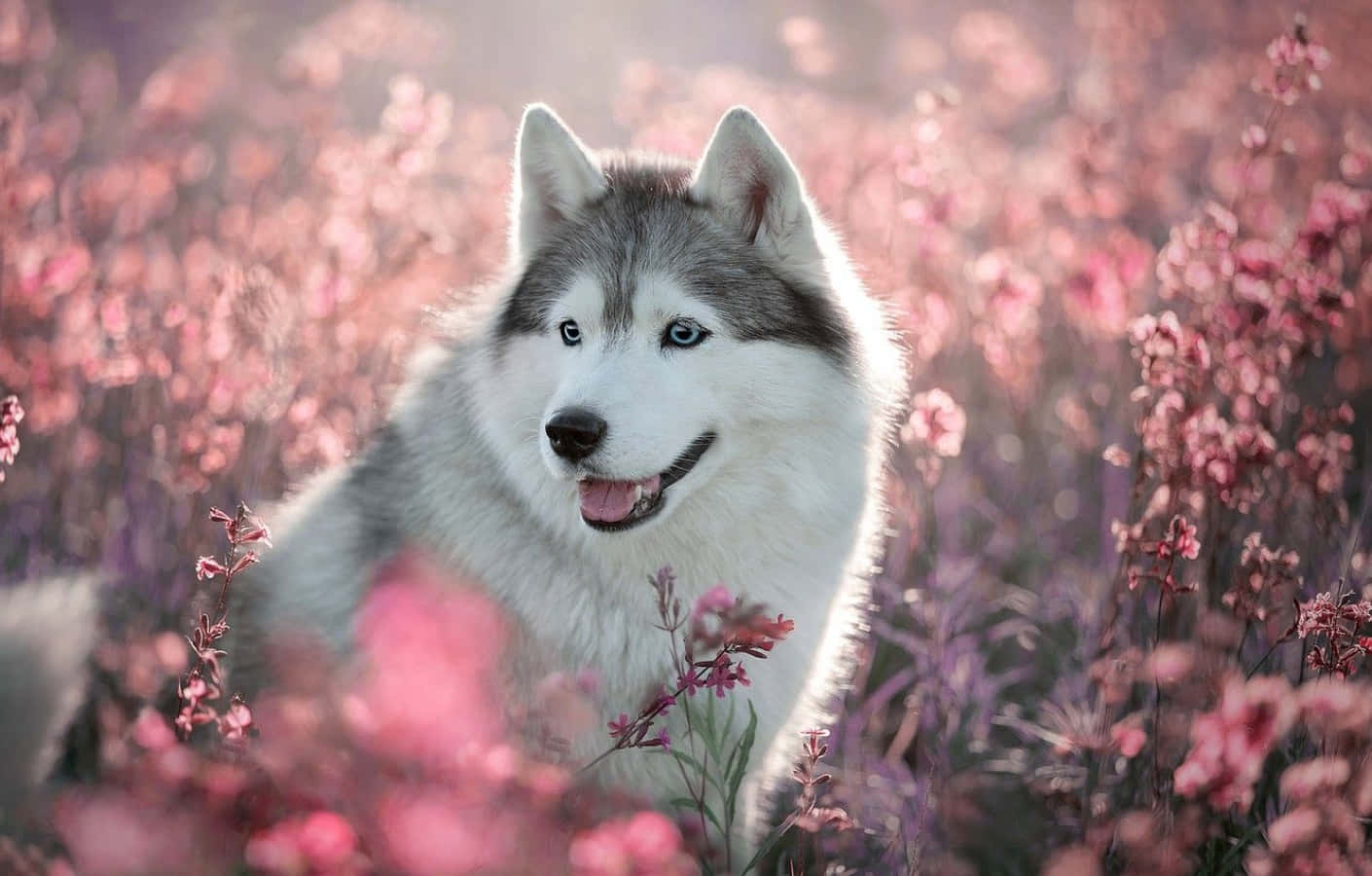 Cute Husky Picture