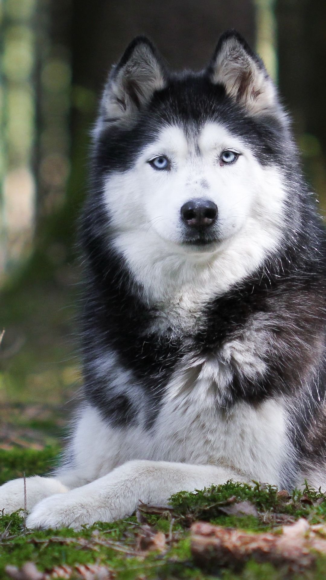 Siberian Husky Wallpaper Download