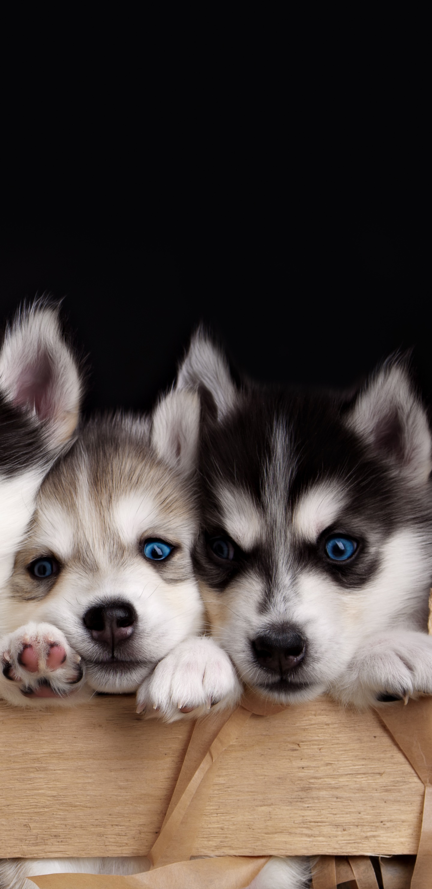 Wallpaper / Animal Husky, Cute, Dog, Puppy, Blue Eyes, 1440x2960 Phone Wallpaper