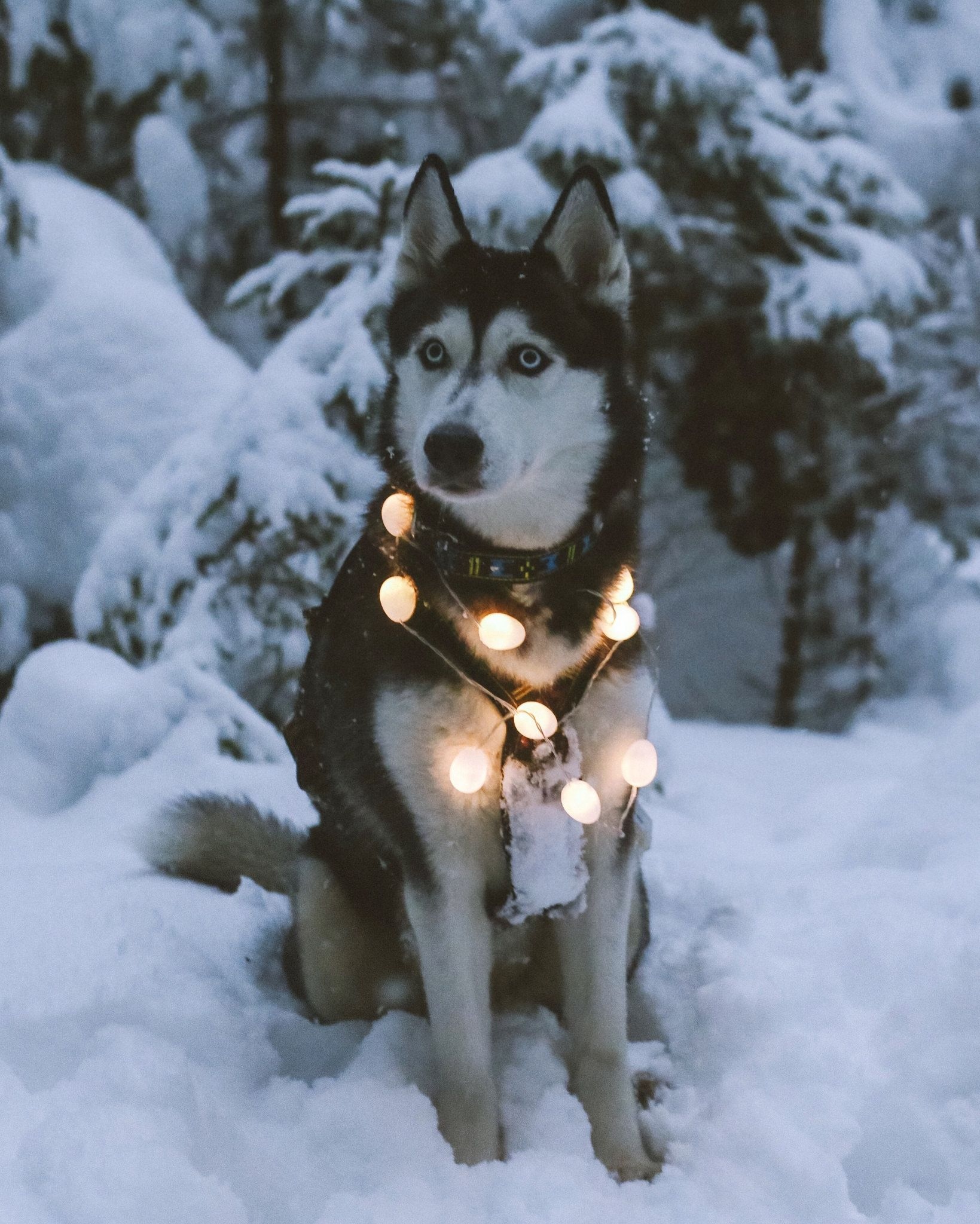 Husky dog Wallpaper Download