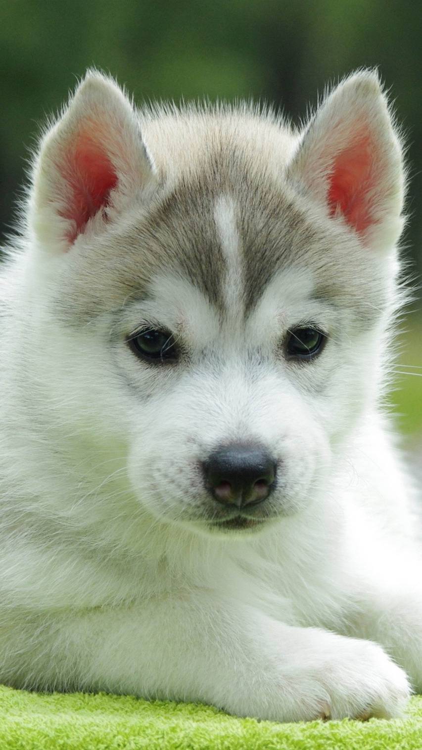 Cute Husky HD Wallpaper, Top Free Cute Husky Background