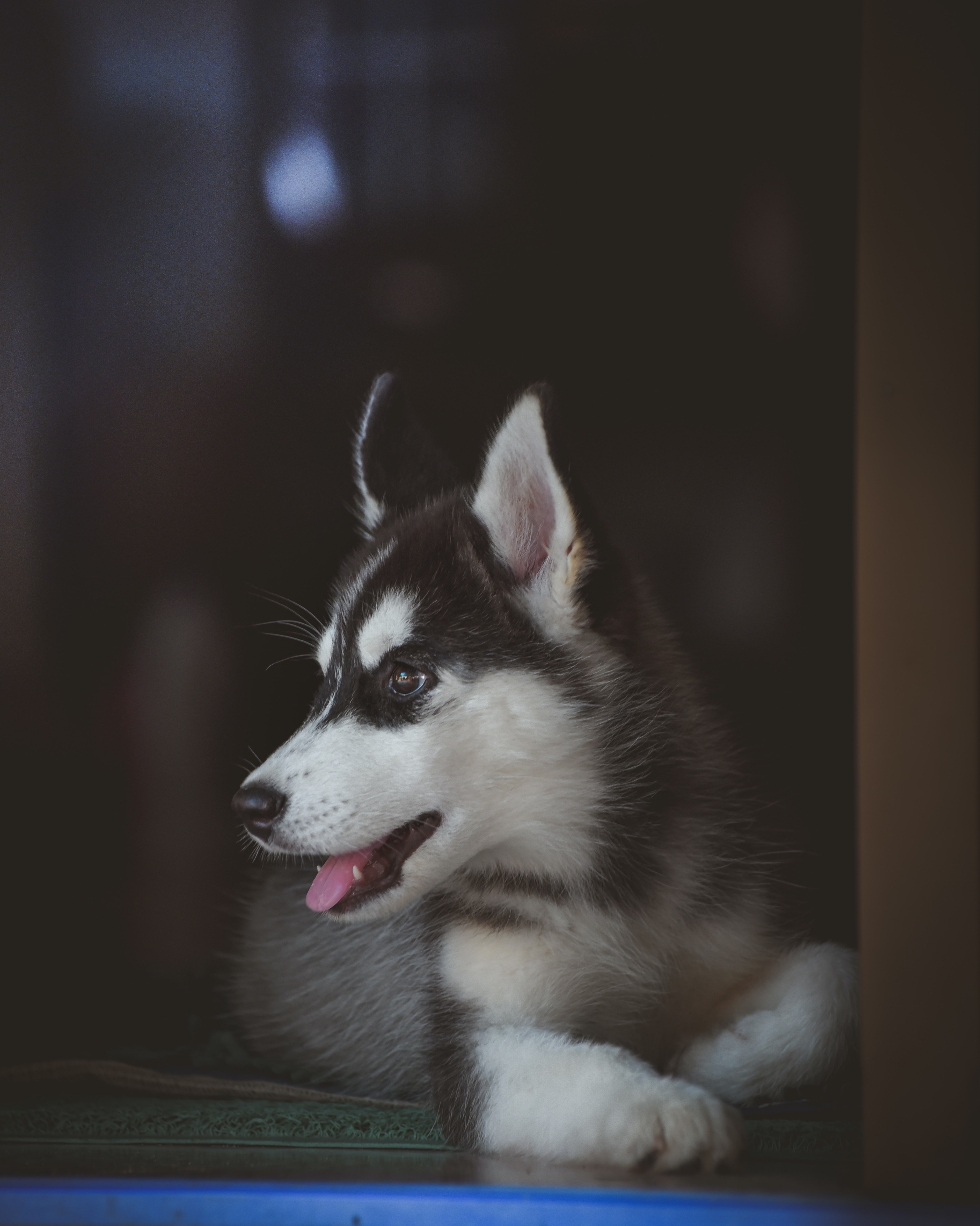 Husky Photo, Download The BEST Free Husky & HD Image