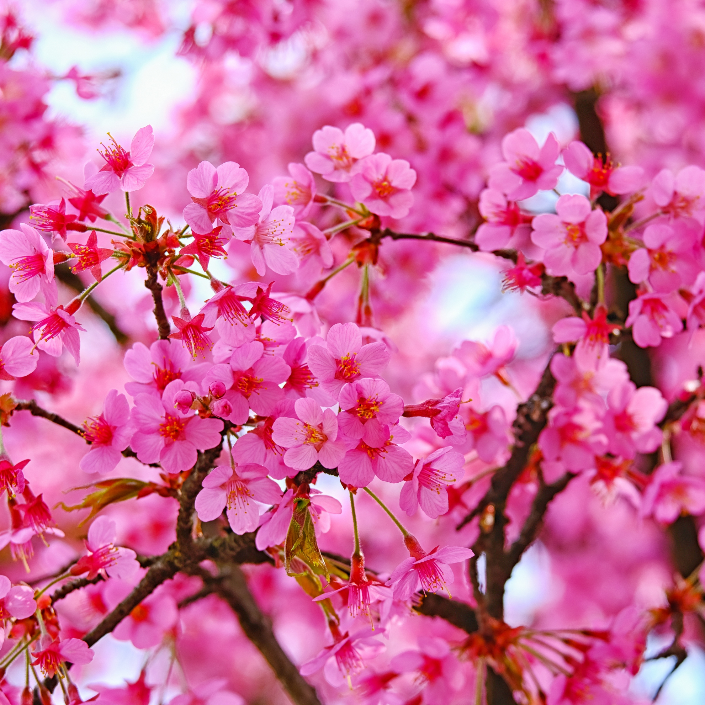 Download wallpaper 2248x2248 cherry blossom, pink flowers, nature, ipad air, ipad air 2, ipad 3, ipad 4, ipad mini 2, ipad mini 3, 2248x2248 HD background, 21574