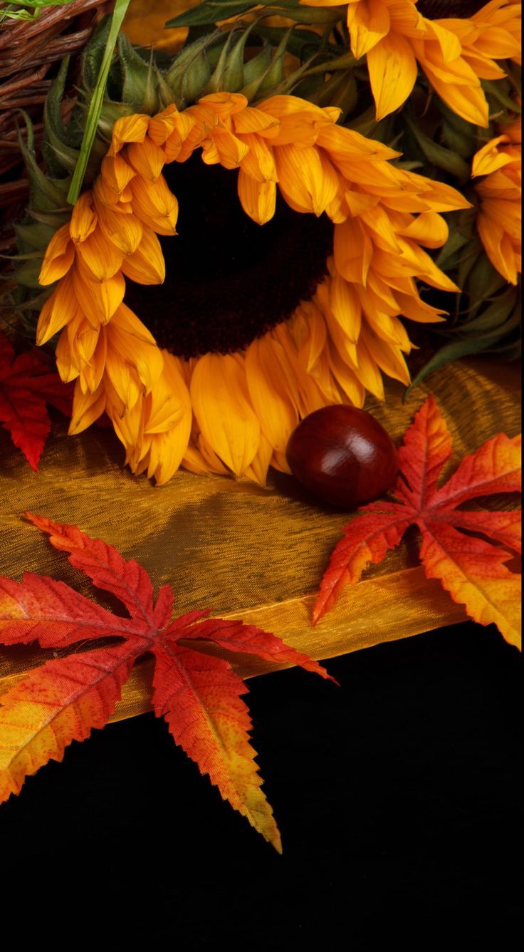Download New 15 Super Cute Fall Wallpaper For IPhone 13 Pro Max. IPhone Wallpaper Fall, Fall Wallpaper, Cute Fall Wallpaper