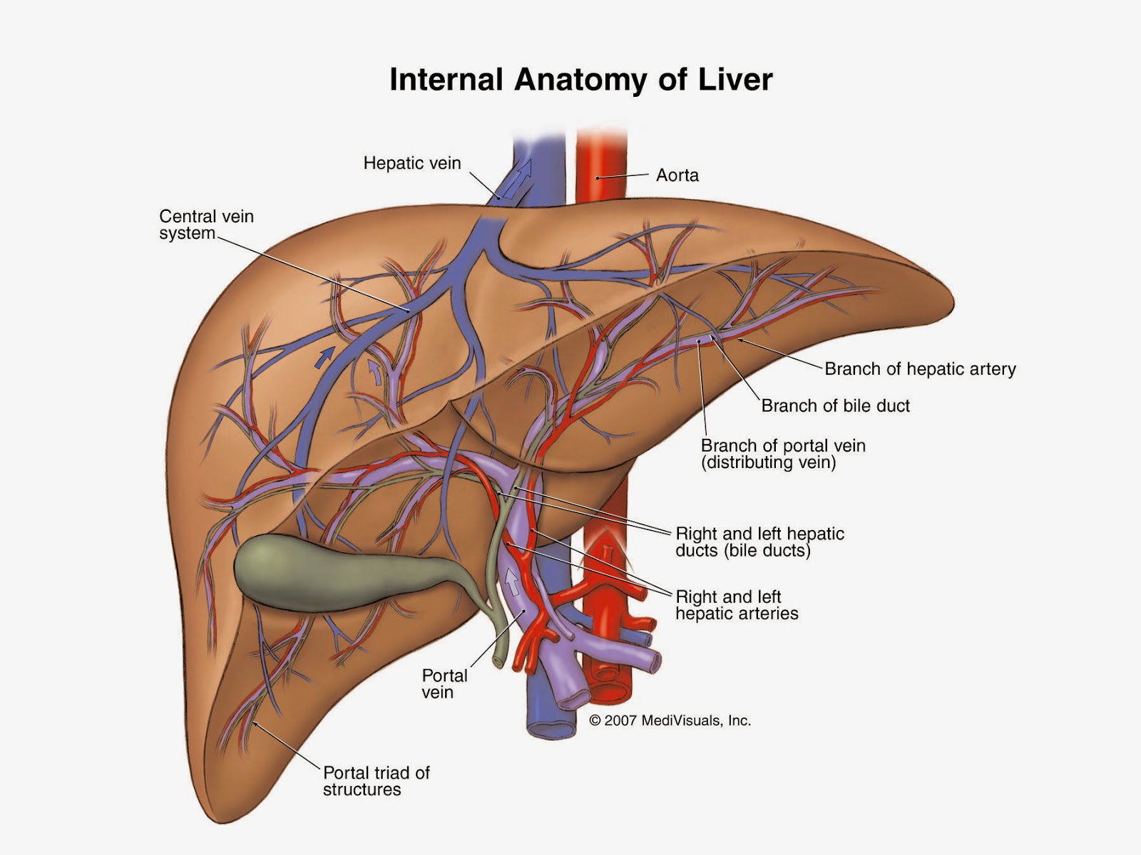 $1 million offered to first team to create a functional liver. The Stem Cellar