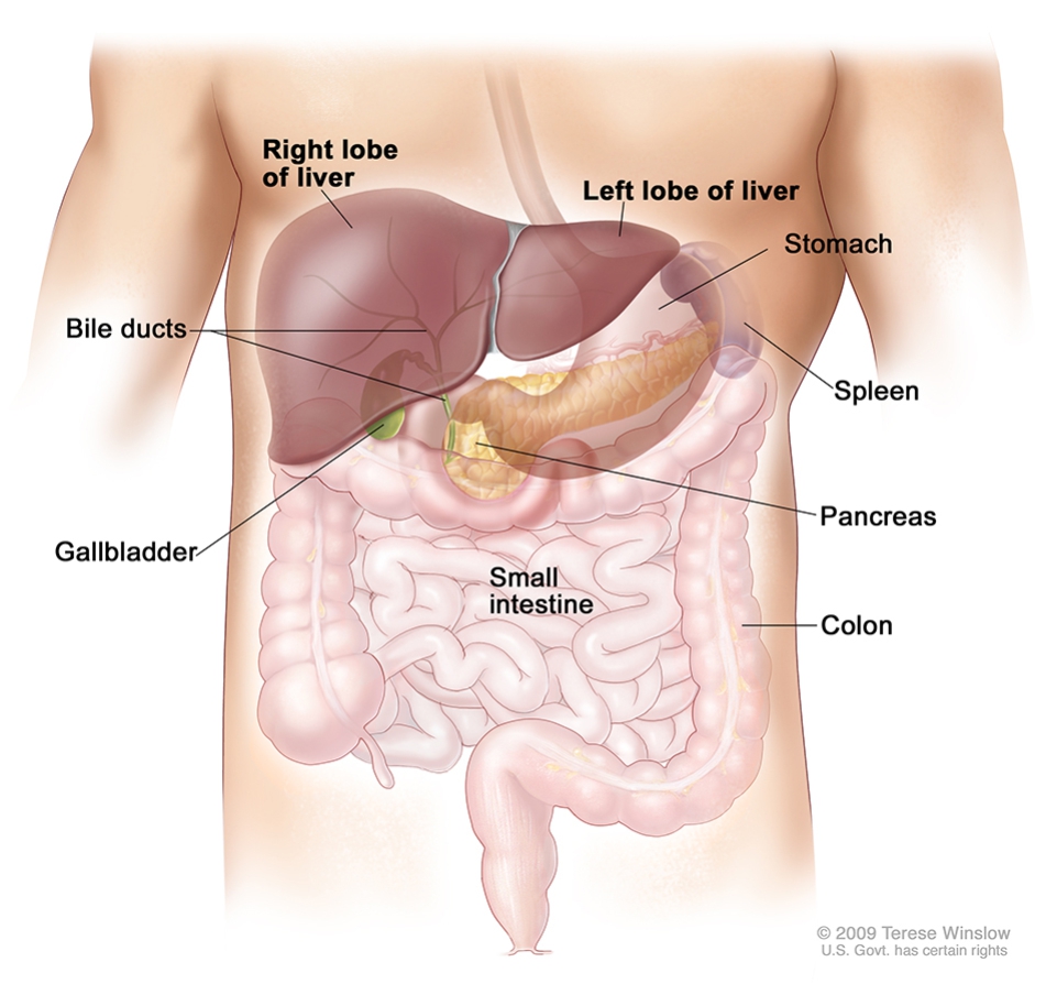 Liver Cancer