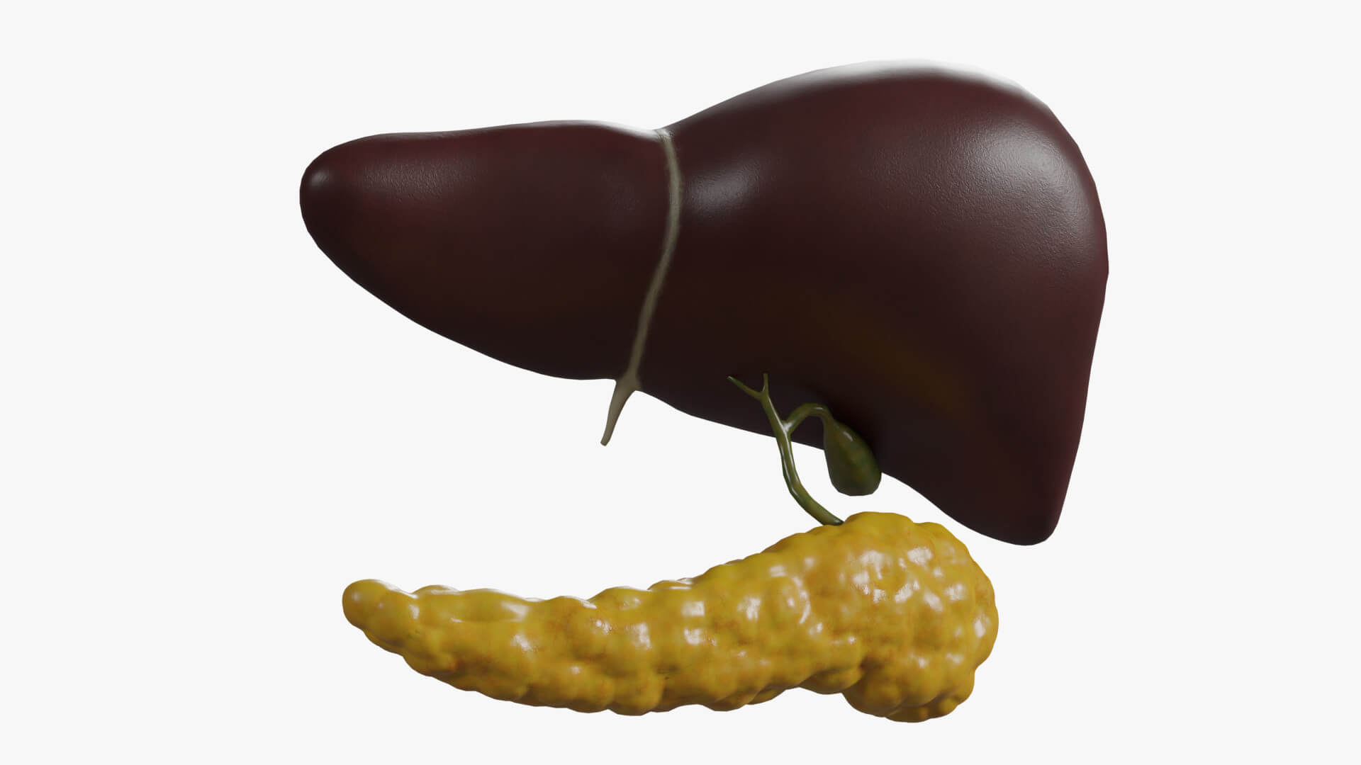 Human Liver, Pancreas, Gallbladder