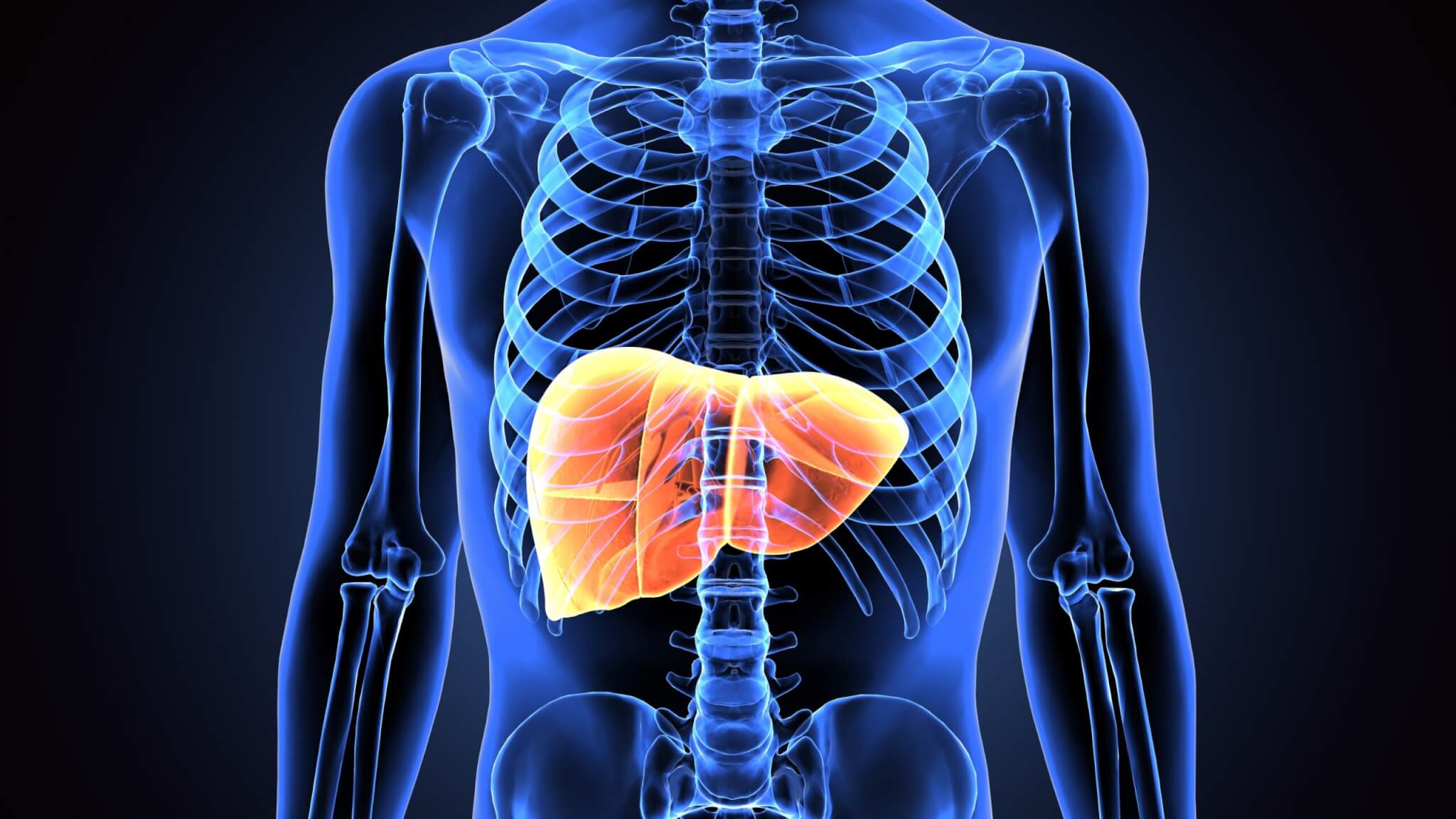 Humanized' liver created inside mice may lead to treatment for disease affecting millions