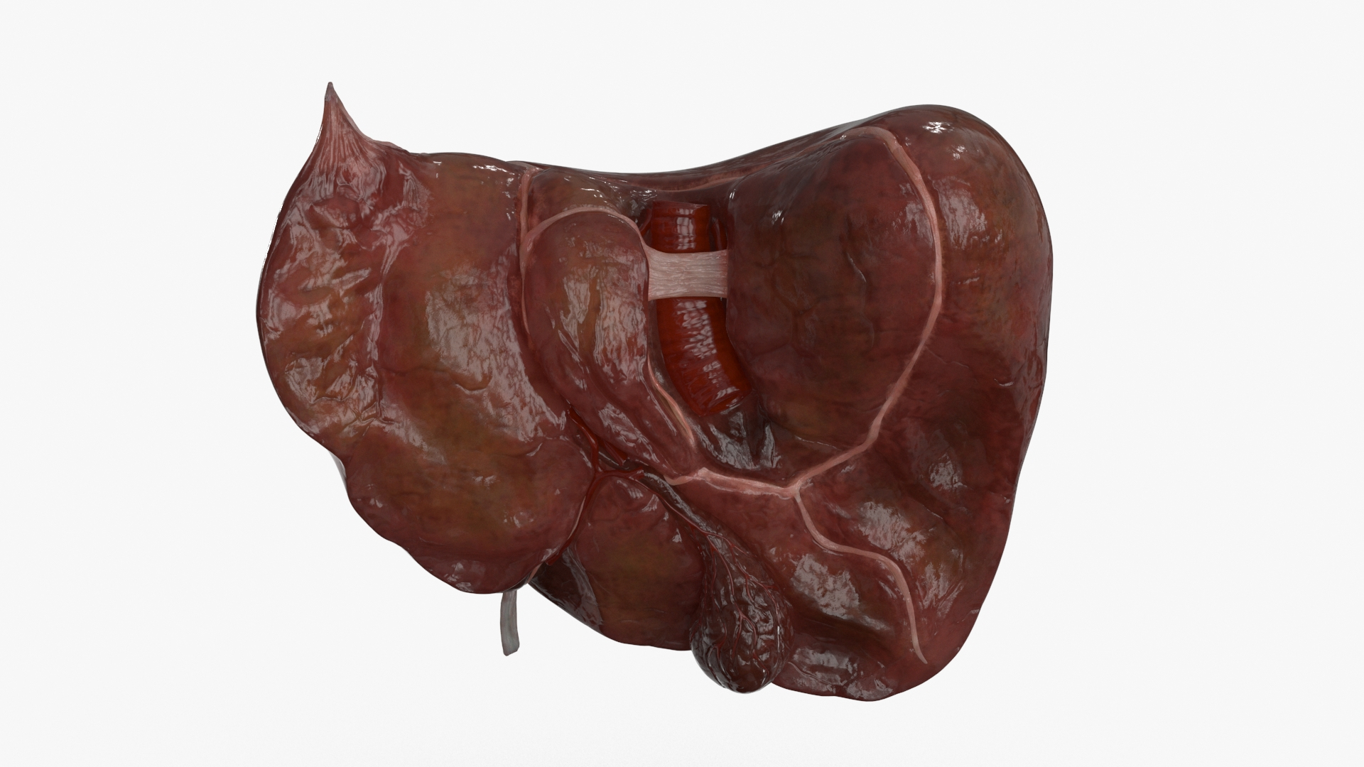 Gall bladder liver 3D model