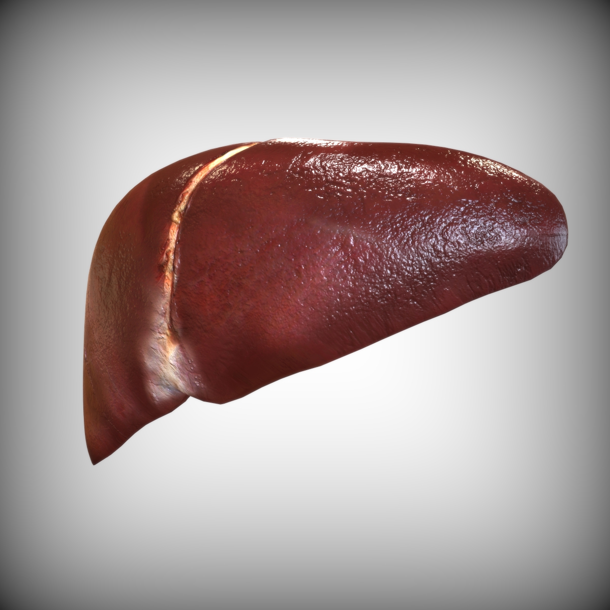 STL file Human Liver・3D printer model to download・Cults