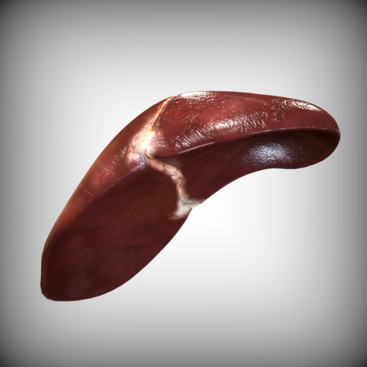 Human Liver 3D Model in Anatomy 3DExport