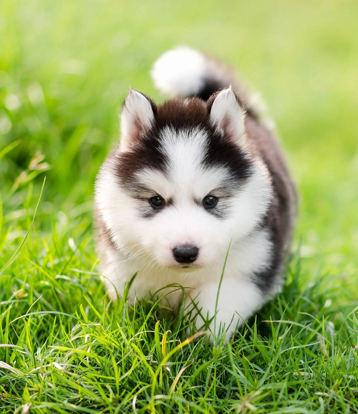 Download Small Husky Puppy In Grass Wallpaper