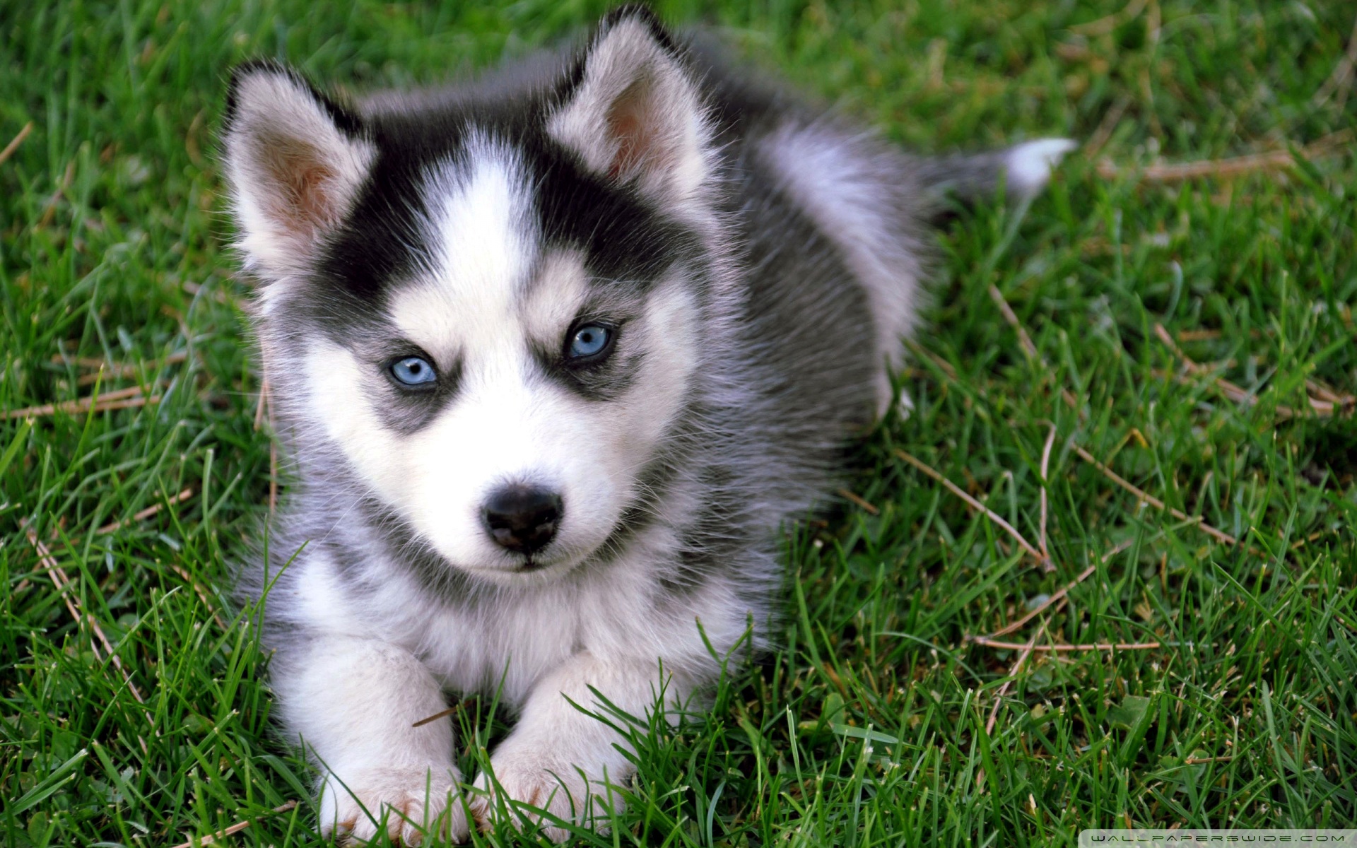 Cute Husky Puppy Ultra HD Desktop Background Wallpaper for 4K UHD TV, Tablet
