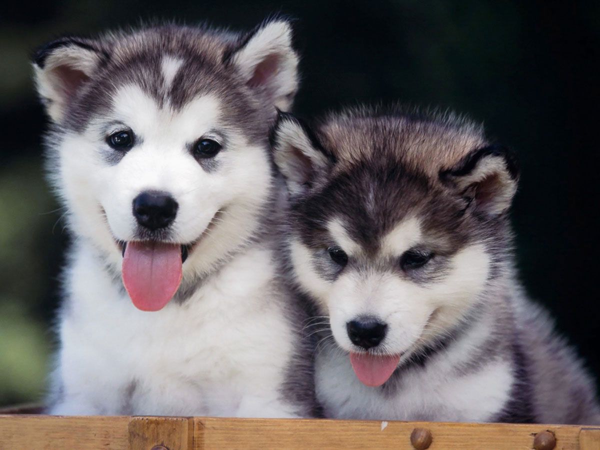 Siberian huskies has to be the best dogs ever.they protect, are loyal and cute. someday :). Siberian husky, Siberian husky puppies, Husky puppy