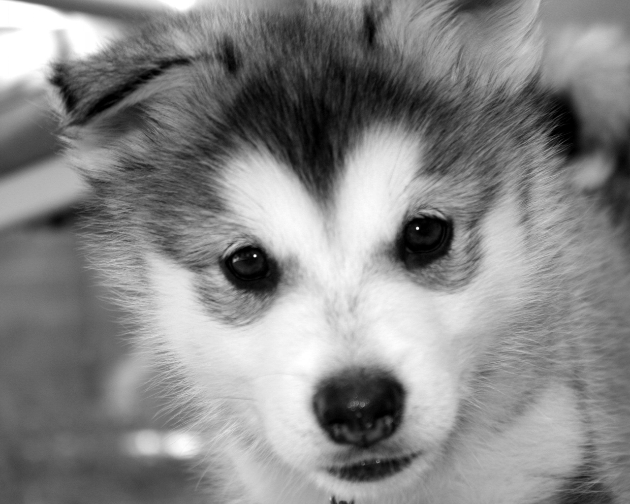 Cute Baby Siberian Husky Hot Sale 1696399602