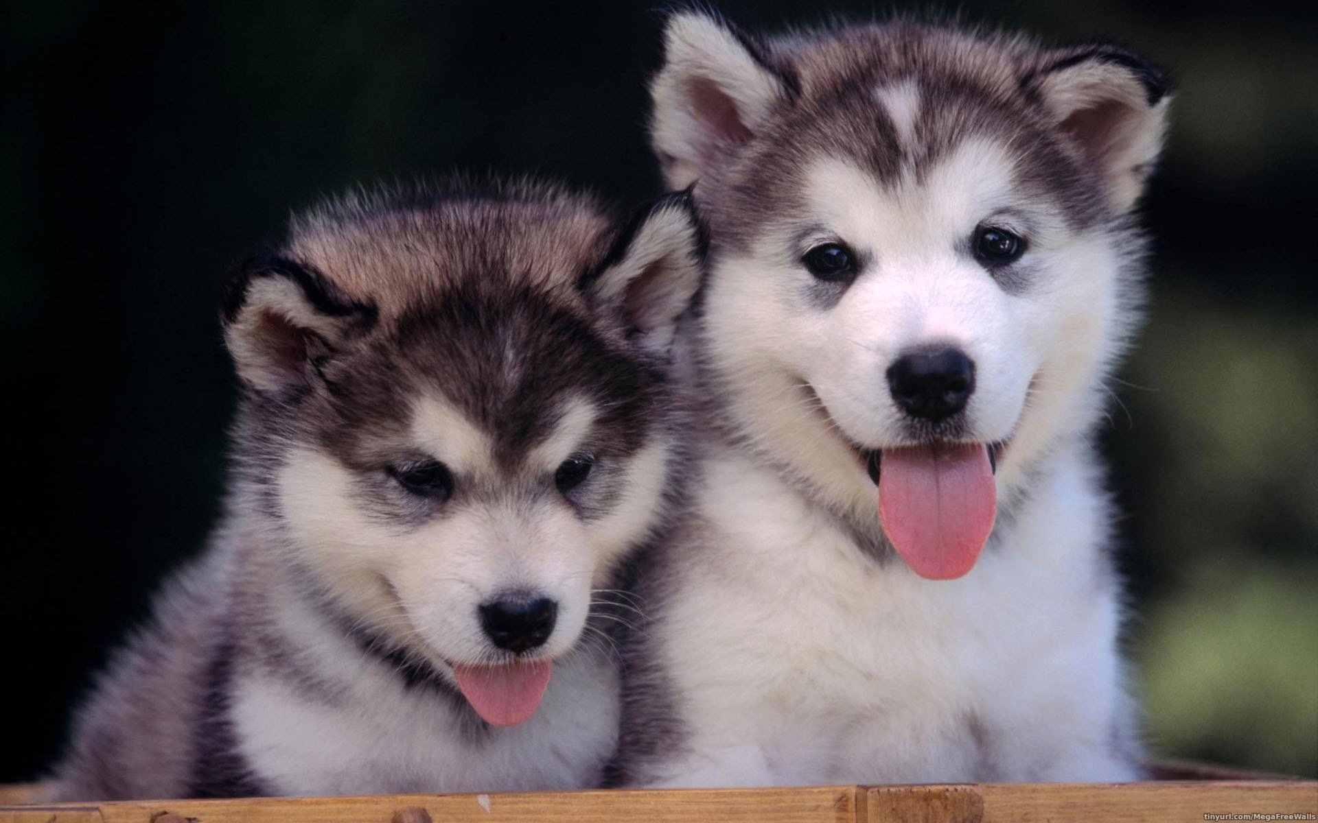 Animal Husky HD Wallpaper